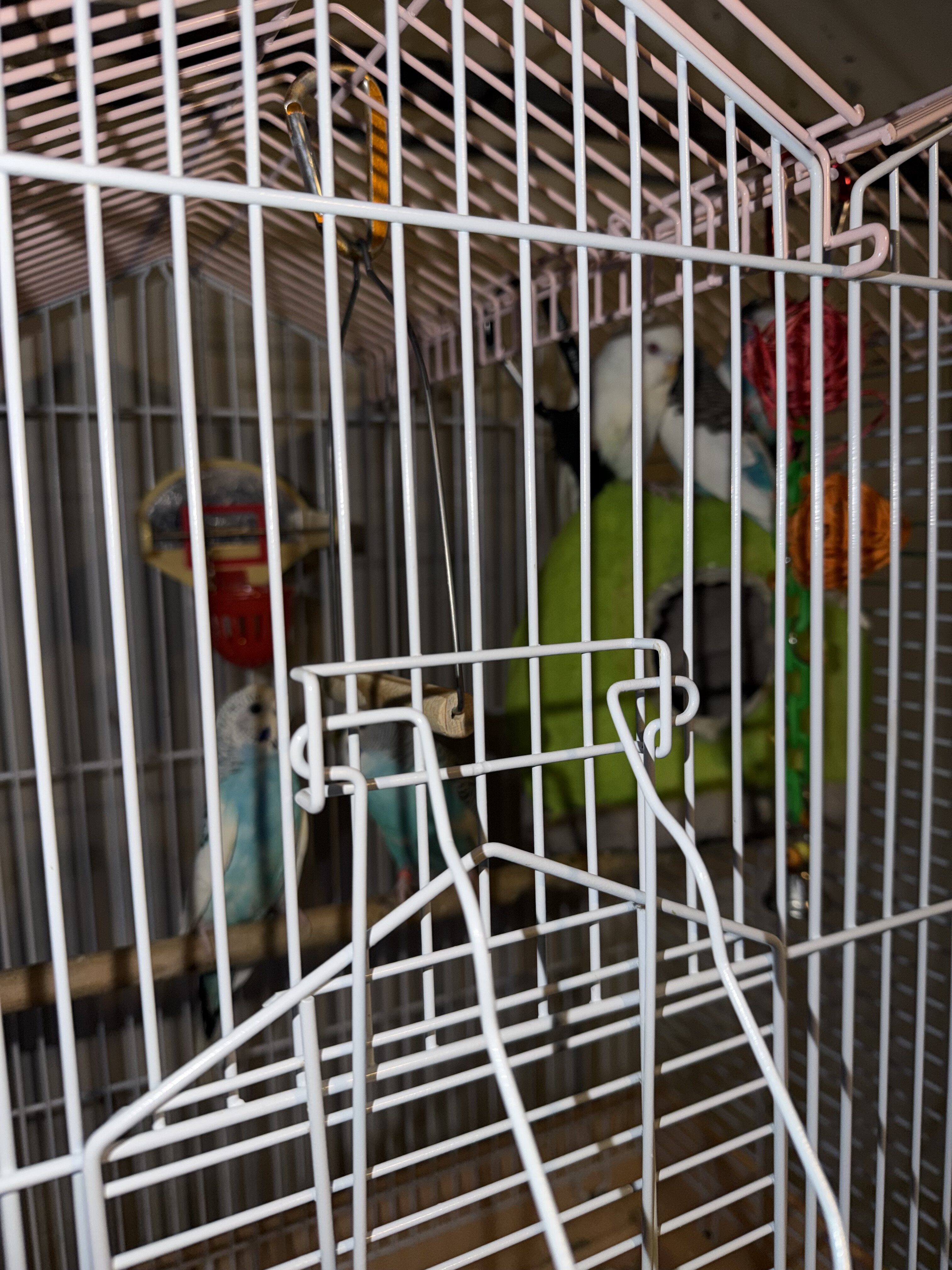 parakeet image 1