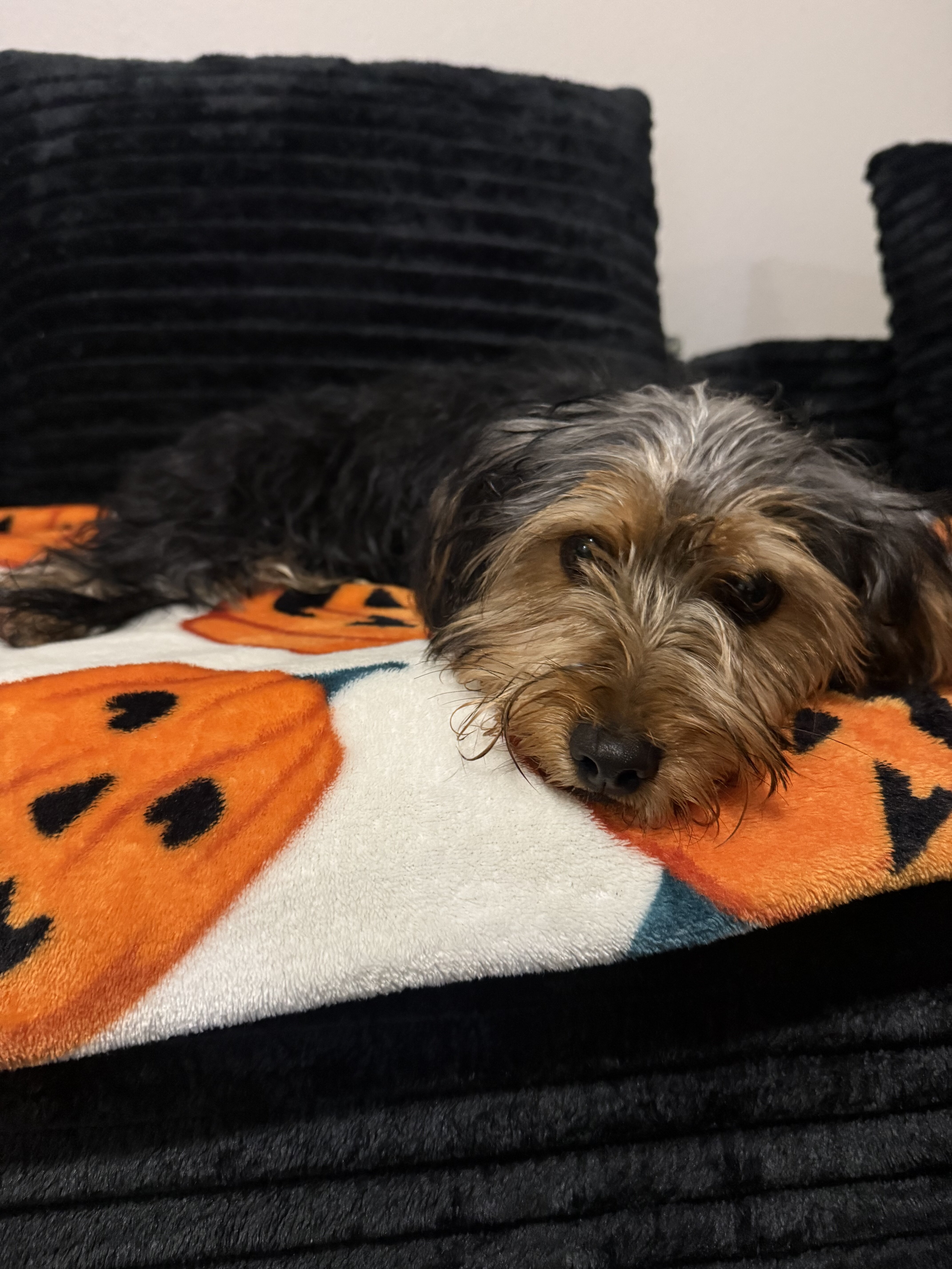 5 month Male Yorkie terrier image 1