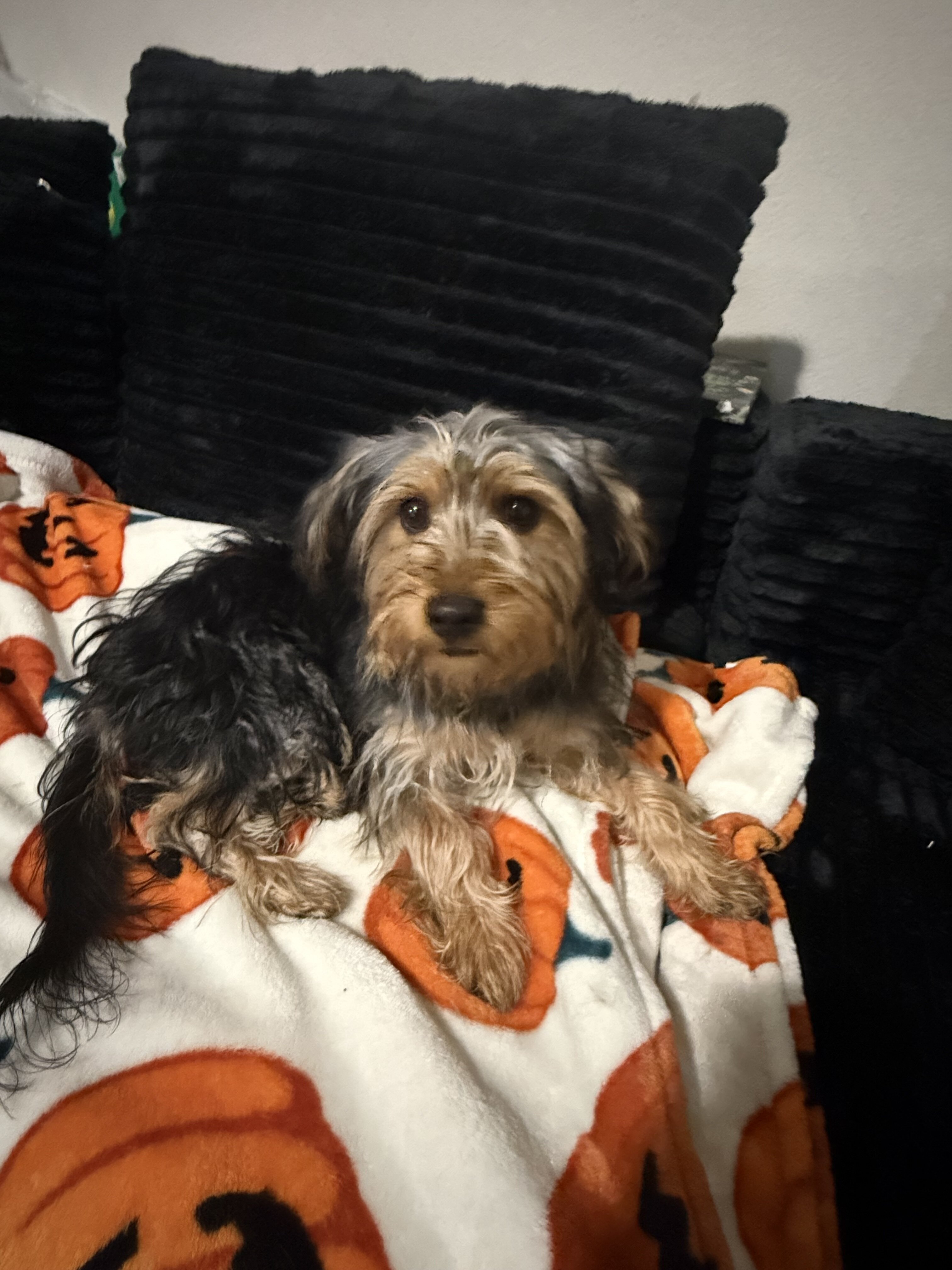 5 month Male Yorkie terrier image 2