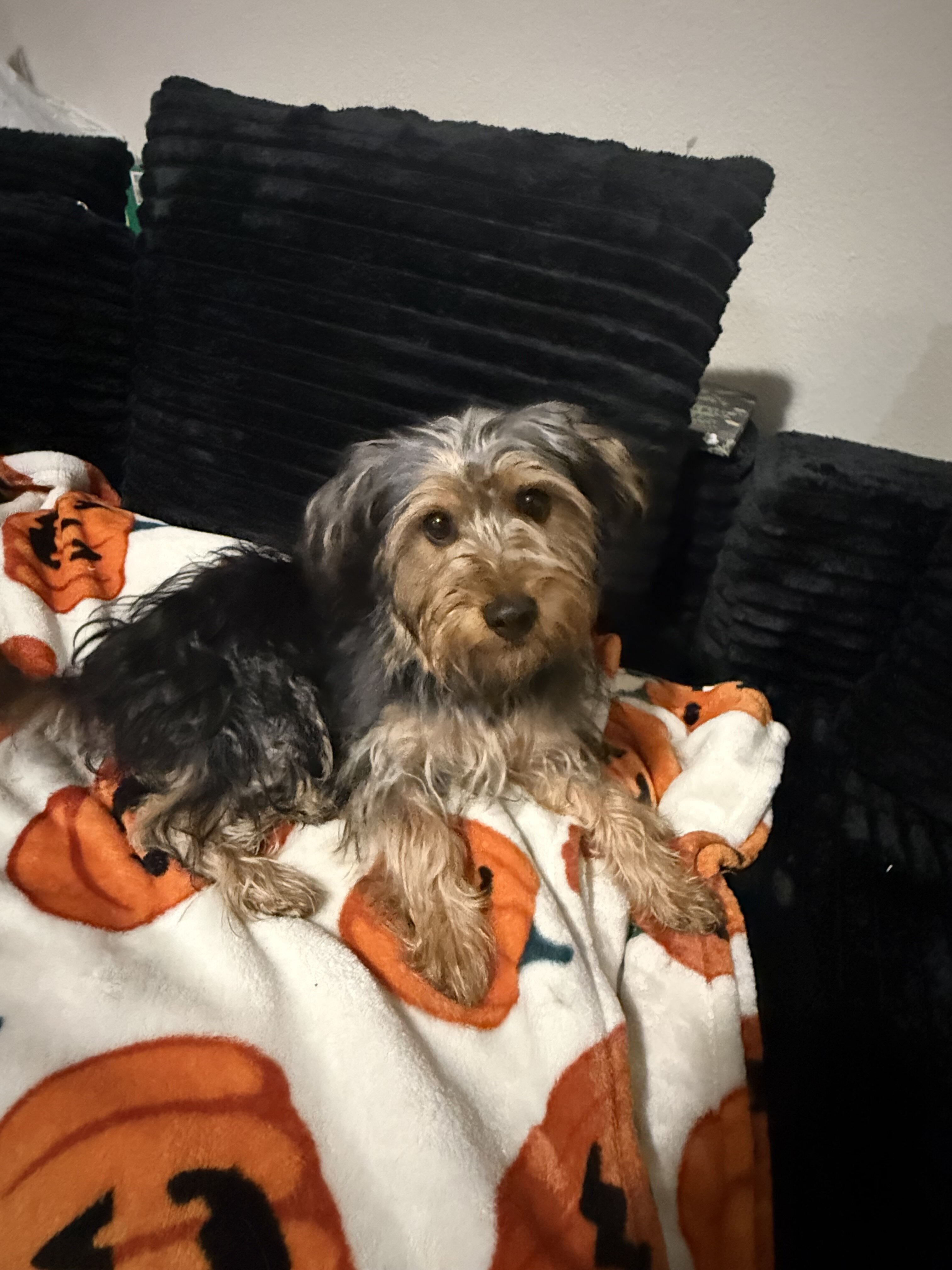 5 month Male Yorkie terrier image 3