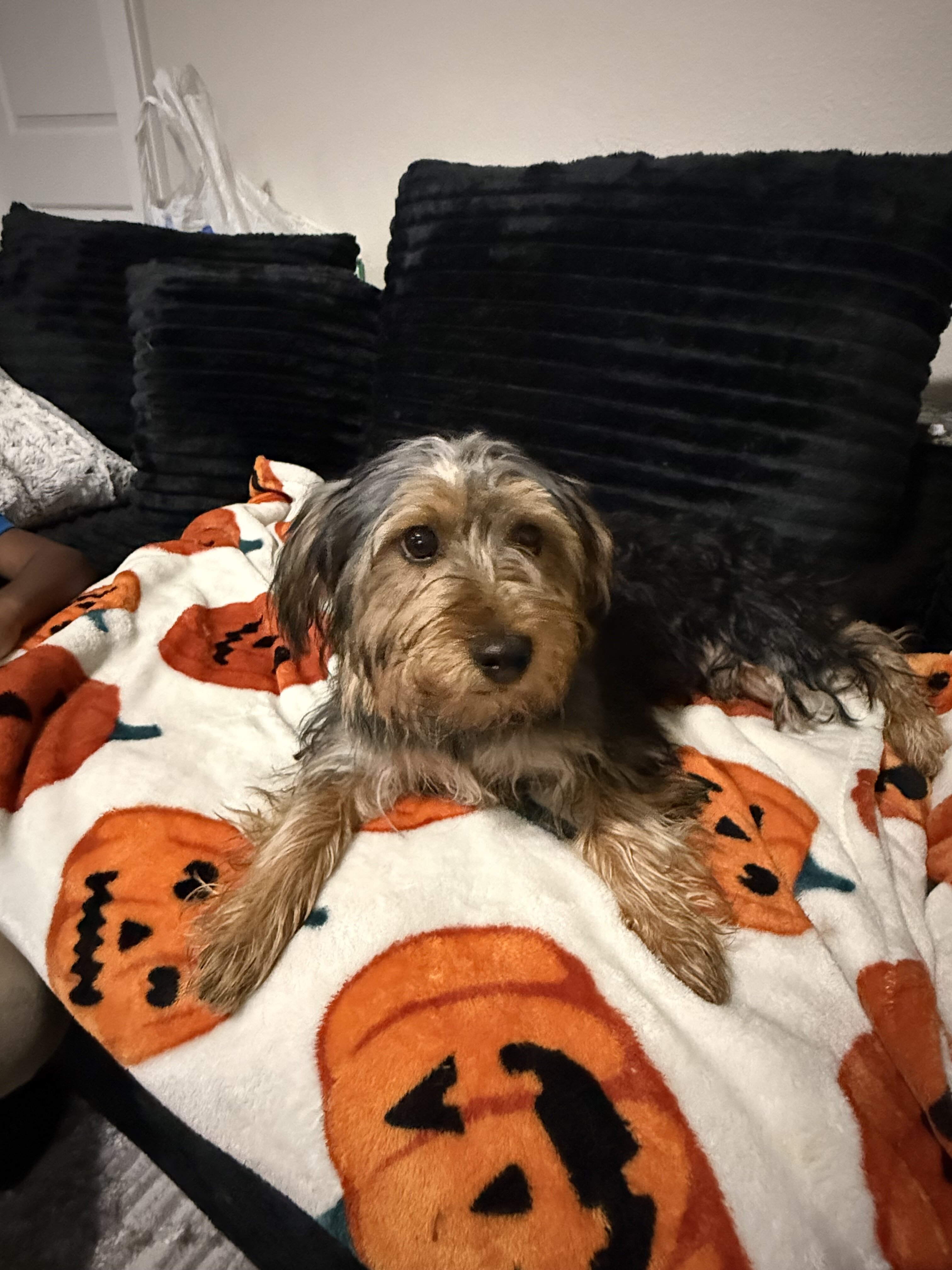5 month Male Yorkie terrier image 4