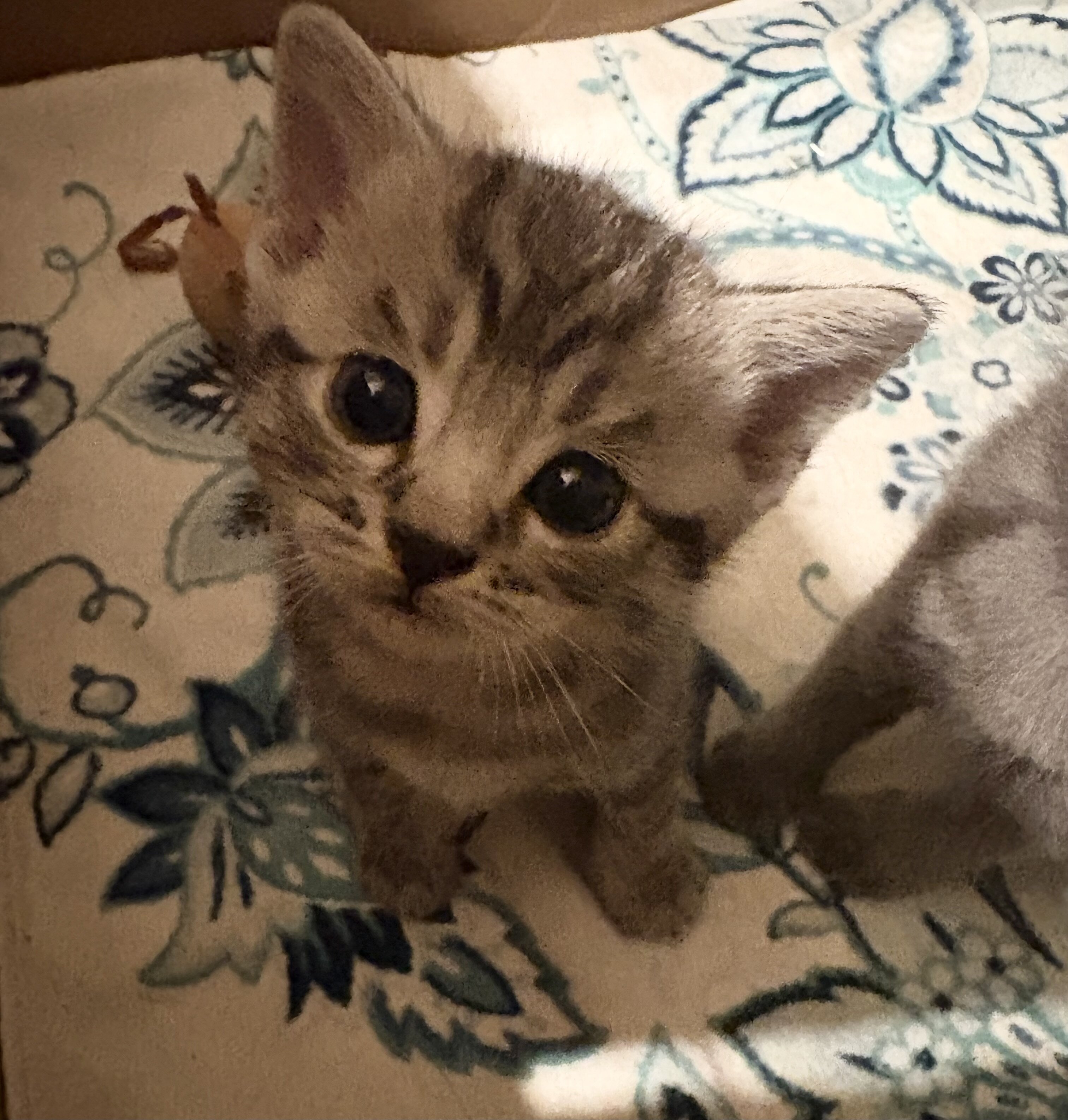 Kittens image 4