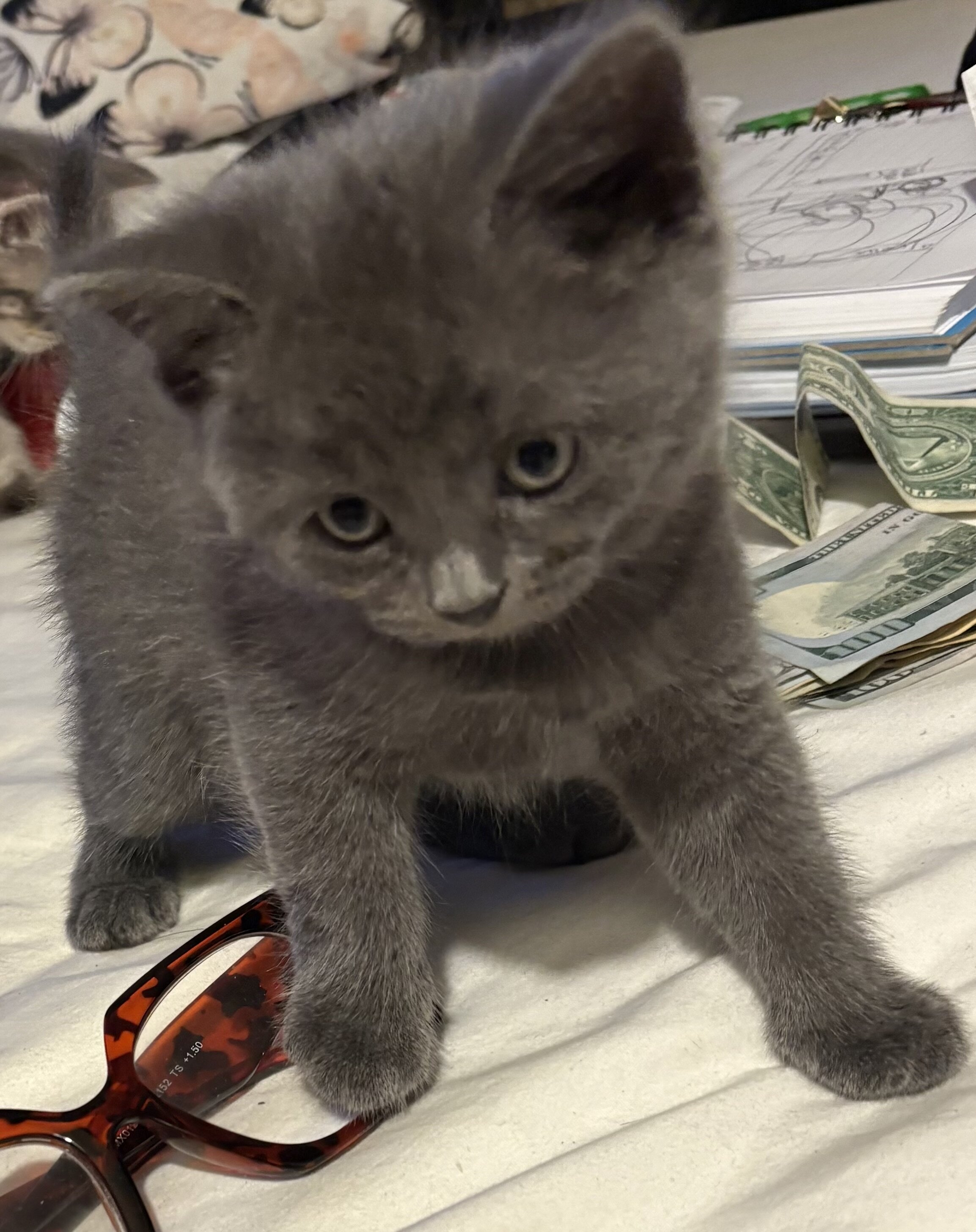 Kittens image 2