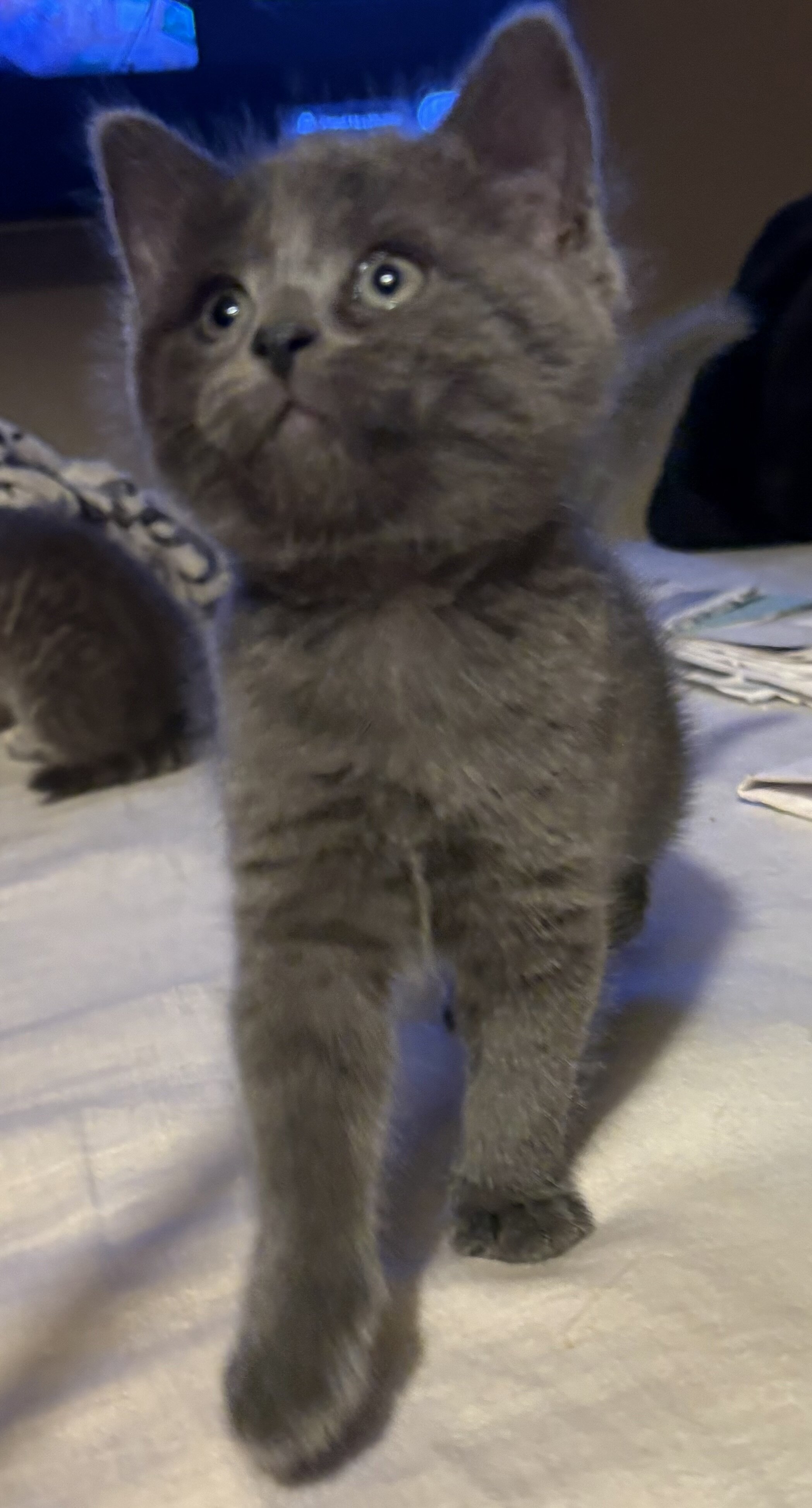 Kittens image 3