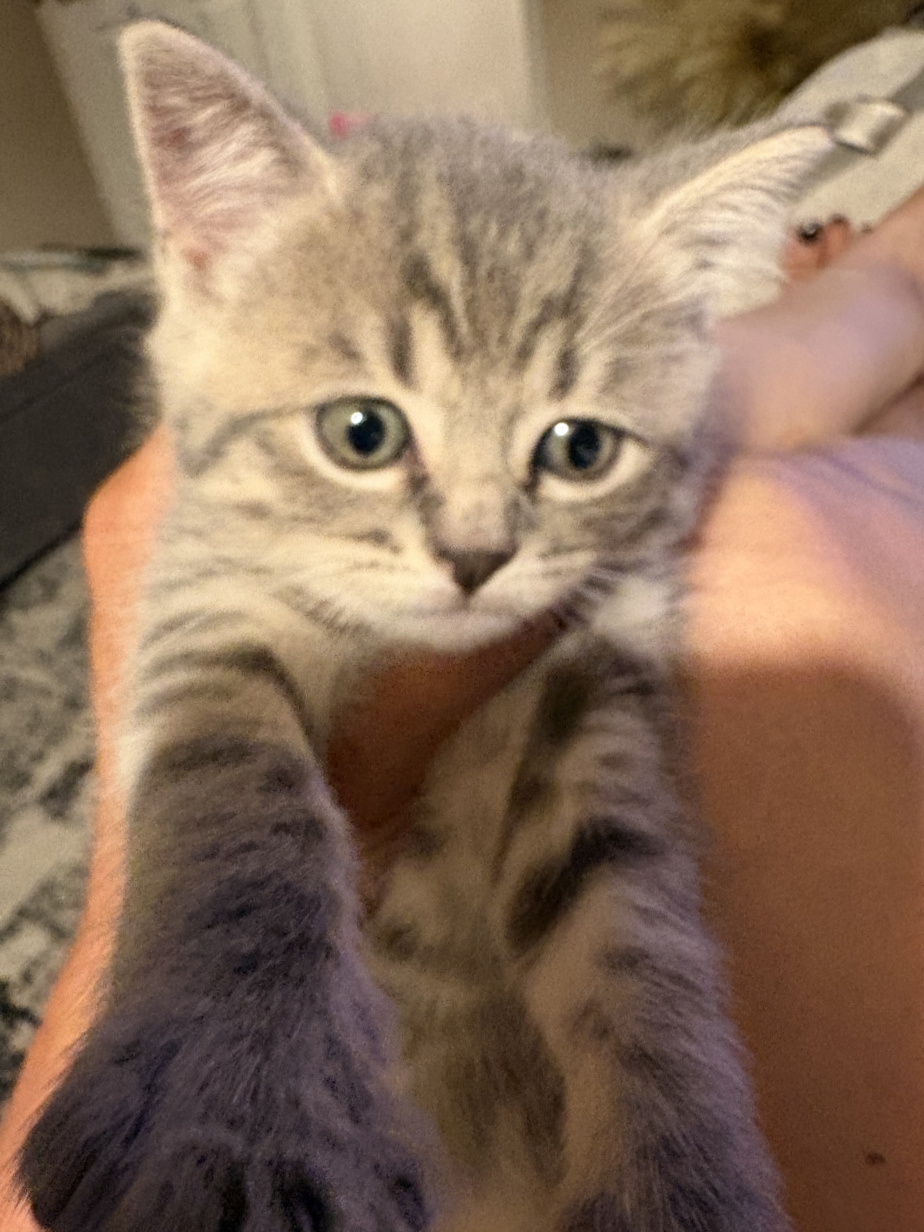 Kittens image 1