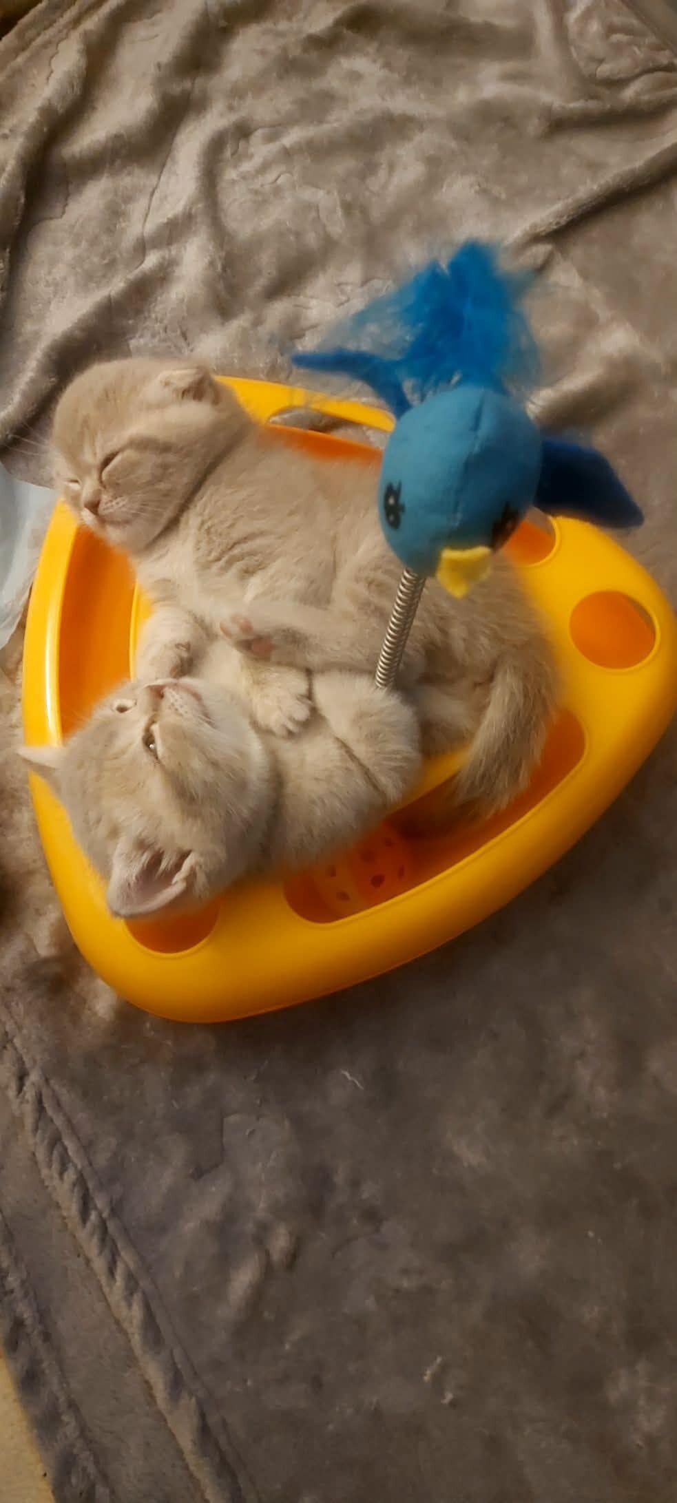 Scottish Fold/Straight Kittens image 2