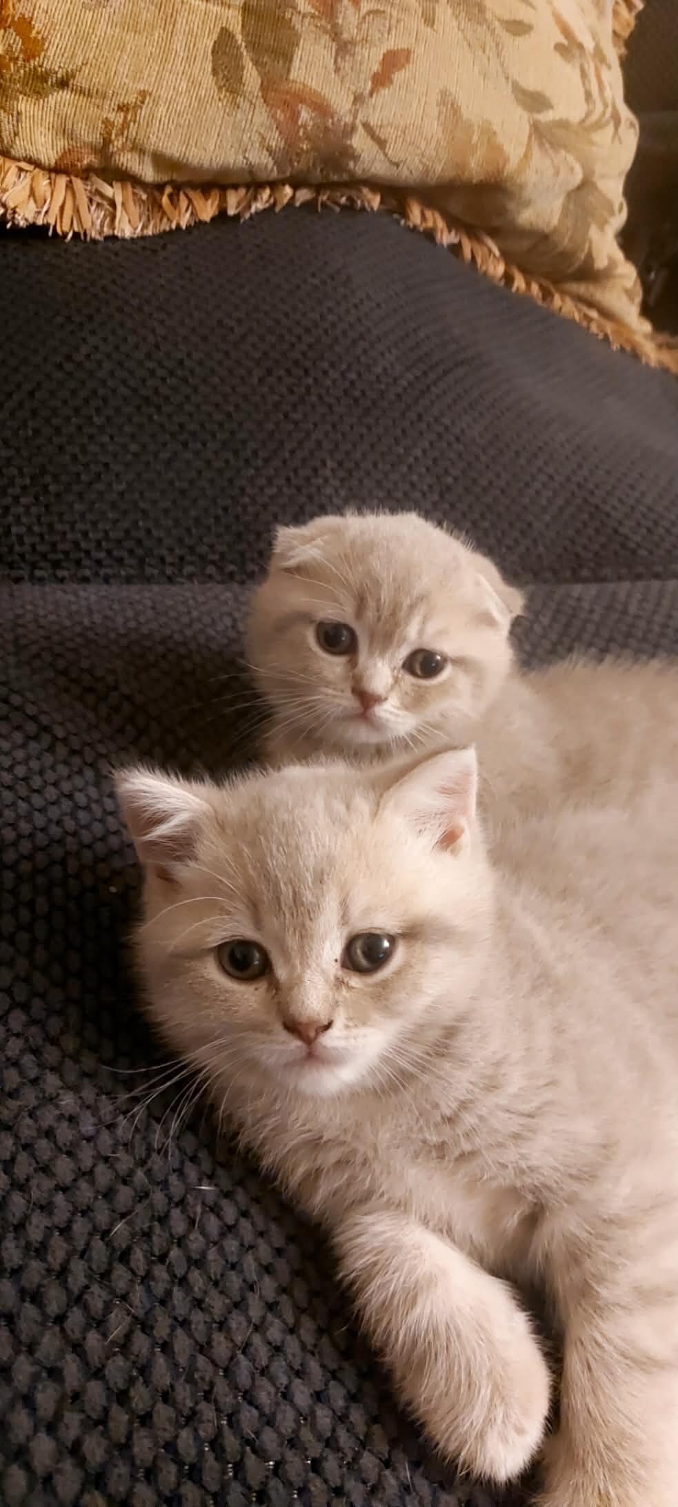 Scottish Fold/Straight Kittens image 1