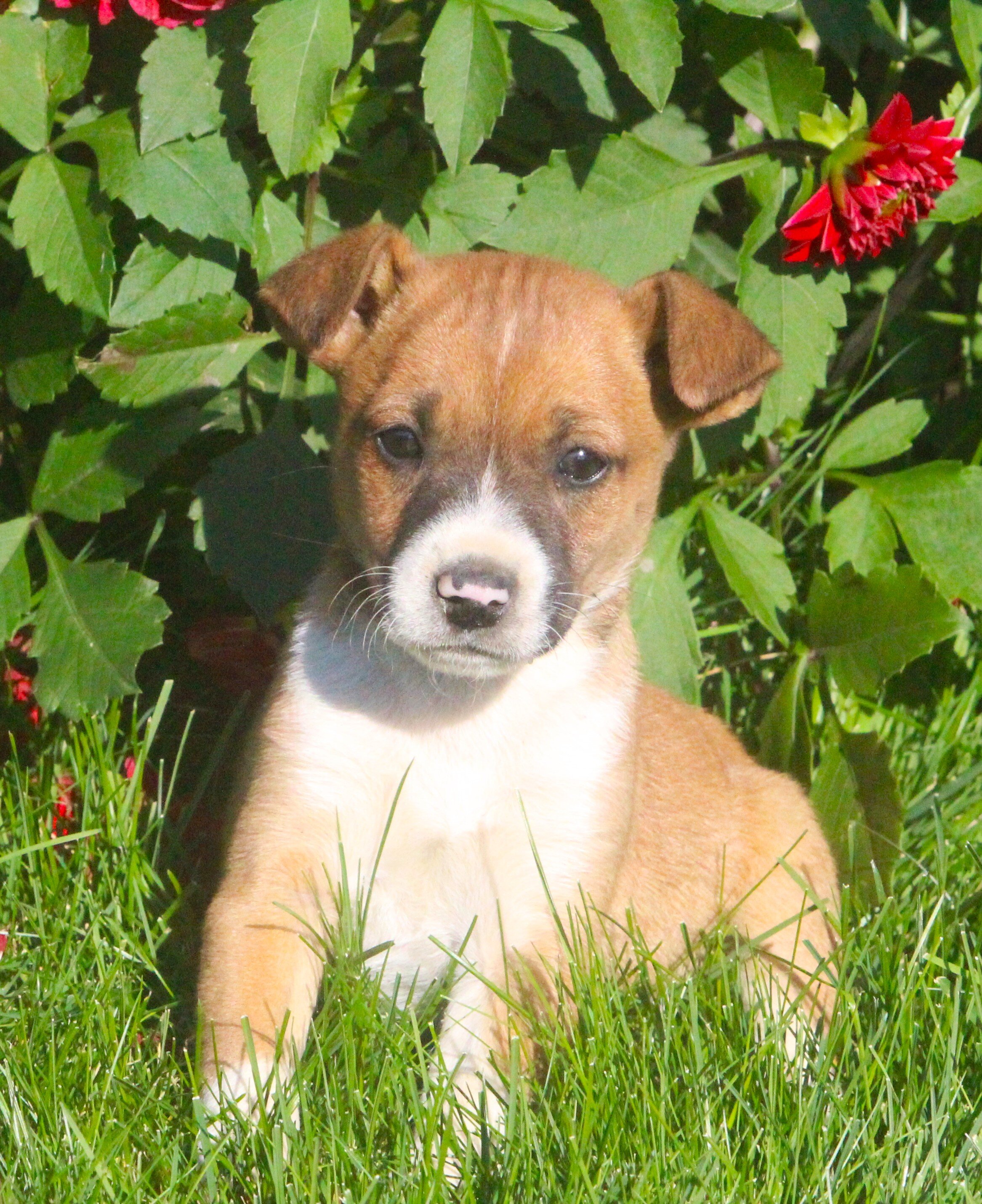 Chihuahua/Jack Russell Pups image 9