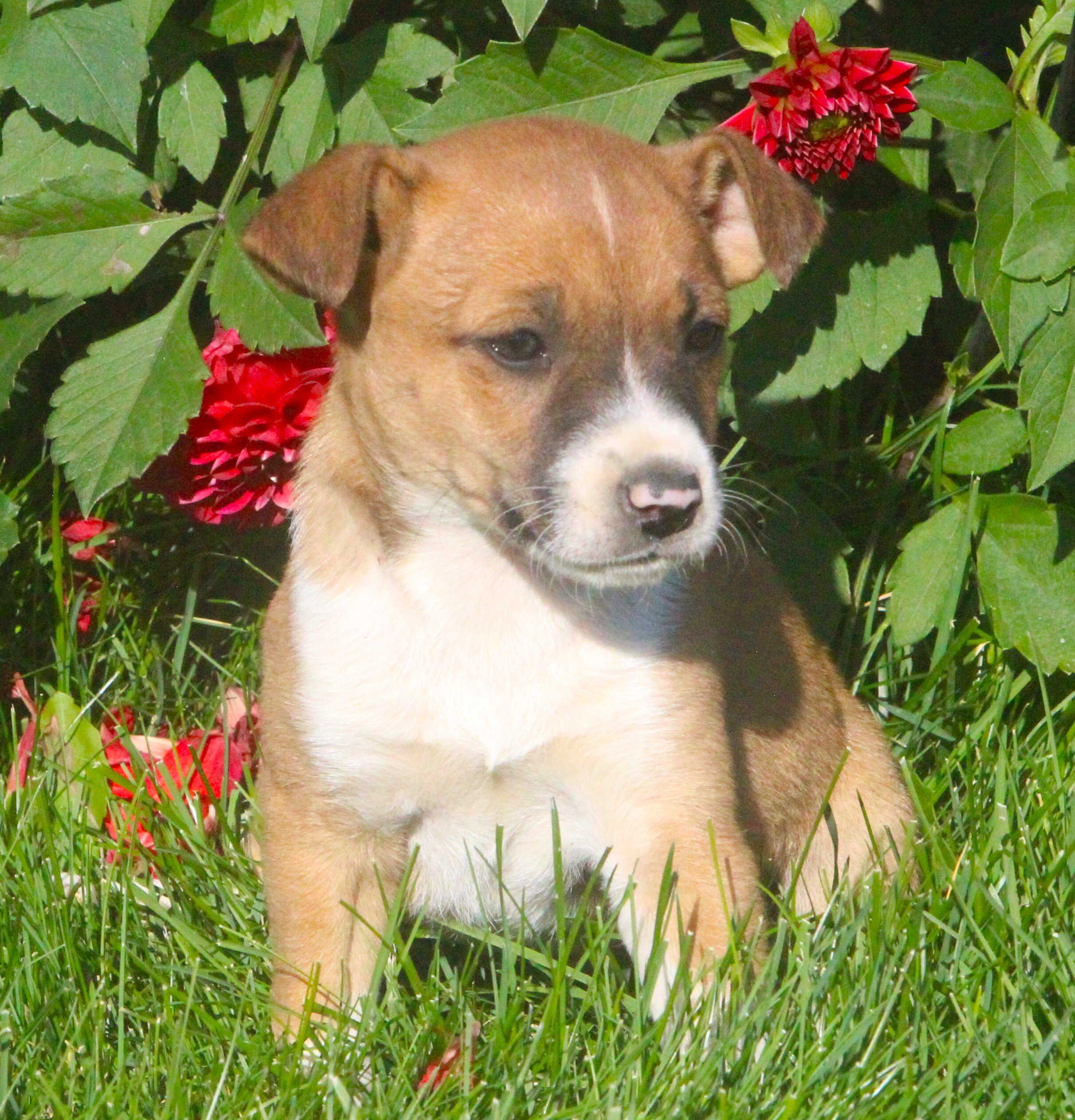 Chihuahua/Jack Russell Pups image 3