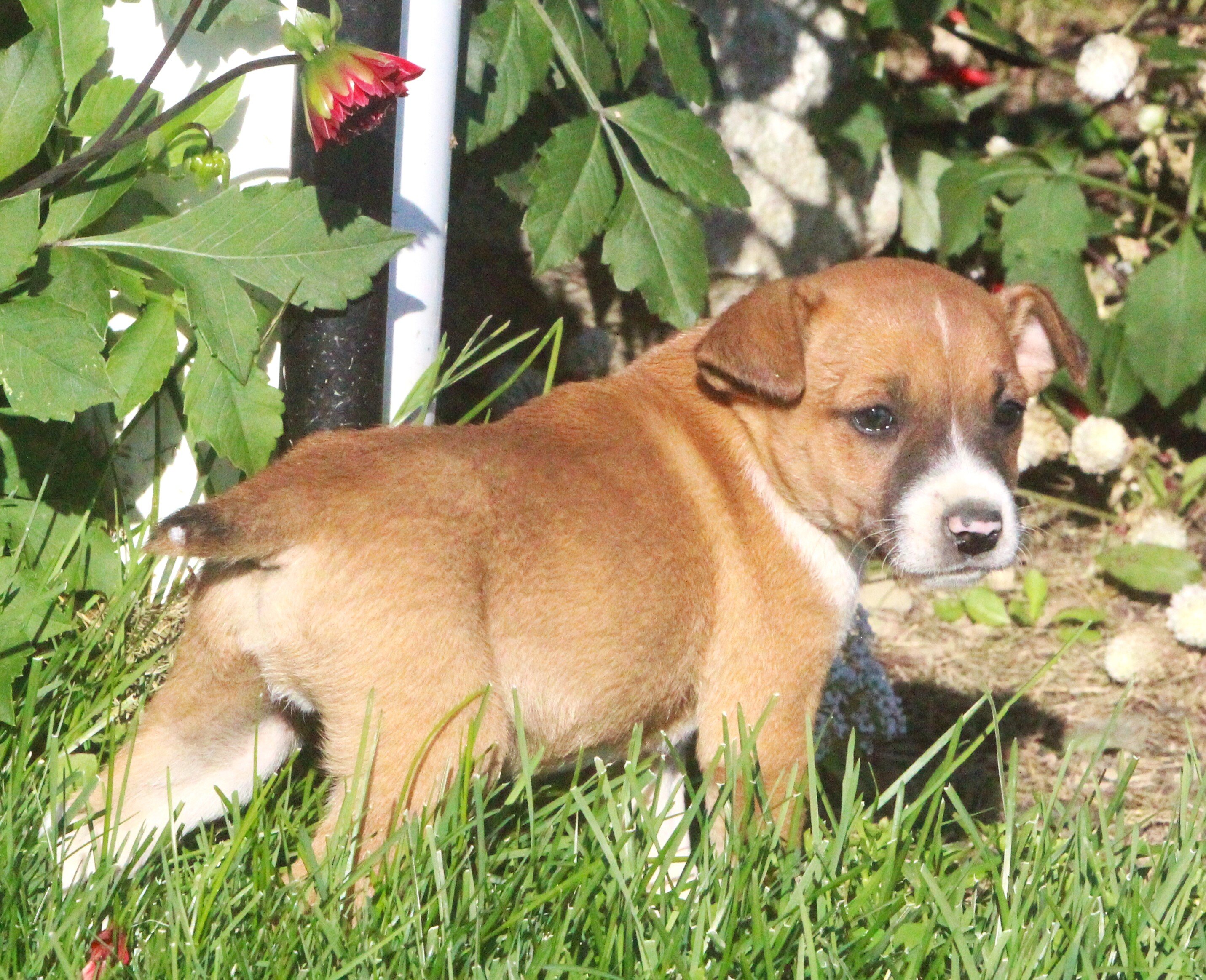 Chihuahua/Jack Russell Pups image 4