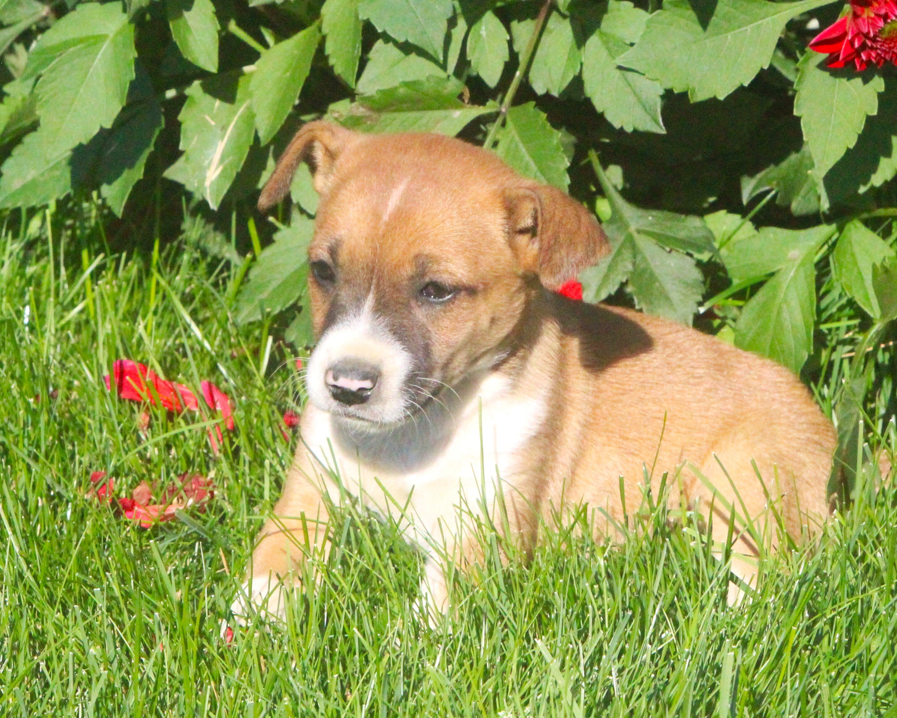 Chihuahua/Jack Russell Pups image 5