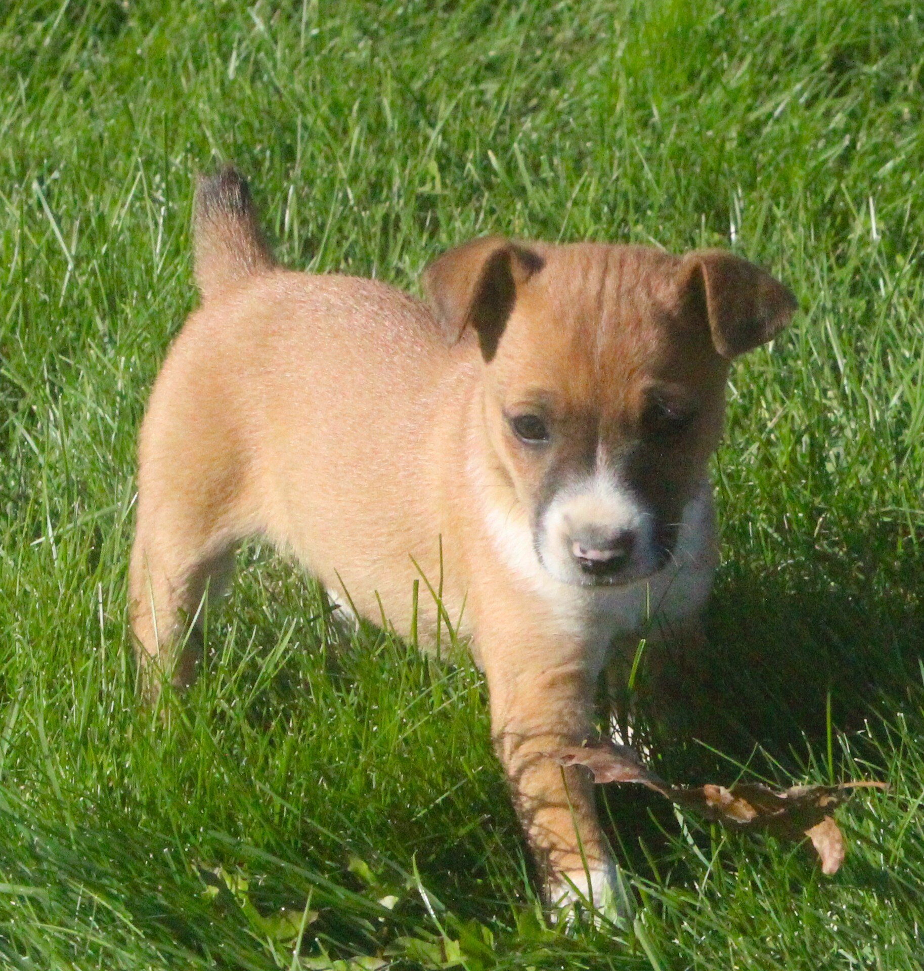 Chihuahua/Jack Russell Pups image 10