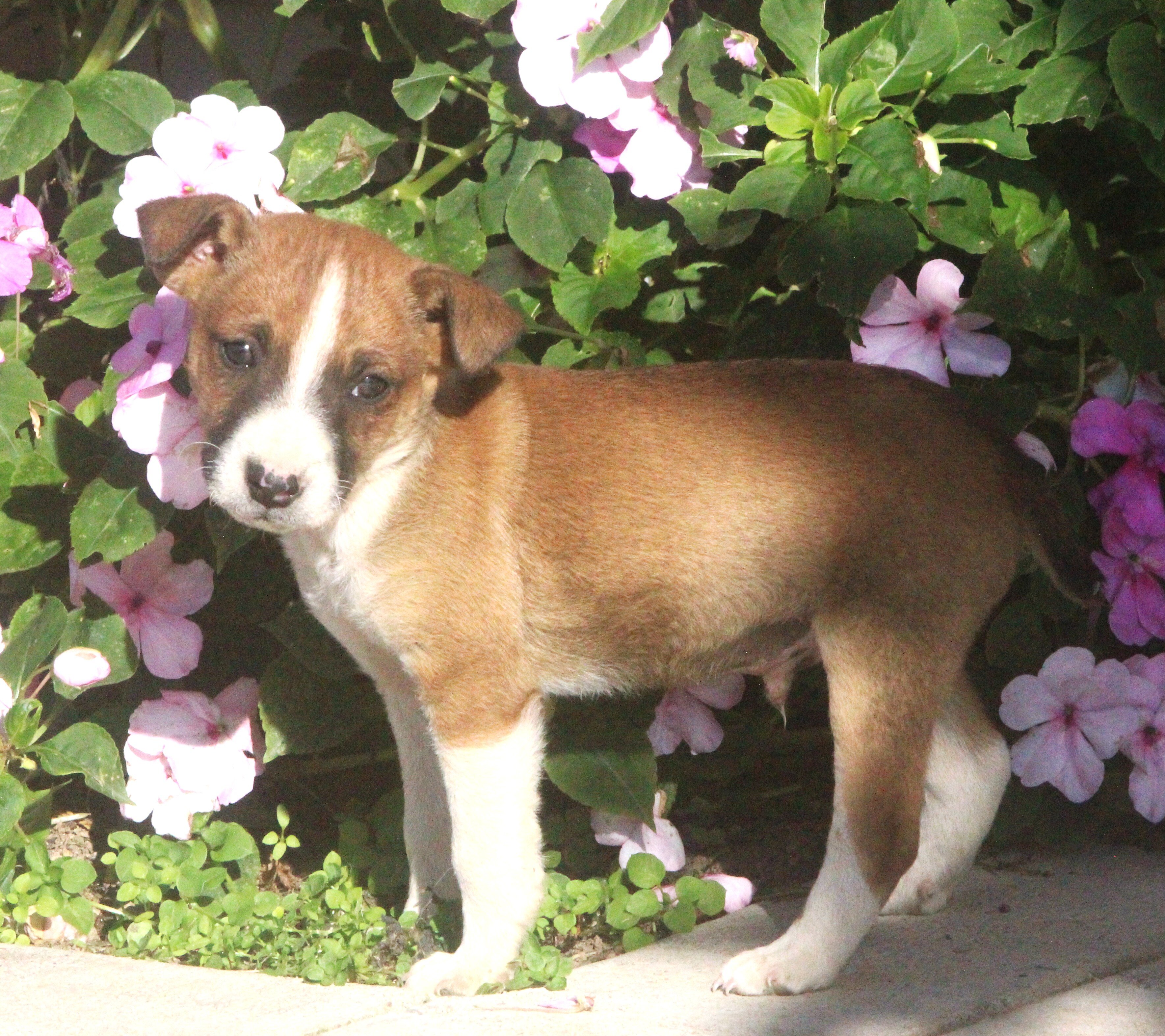 Chihuahua/Jack Russell Pups image 1