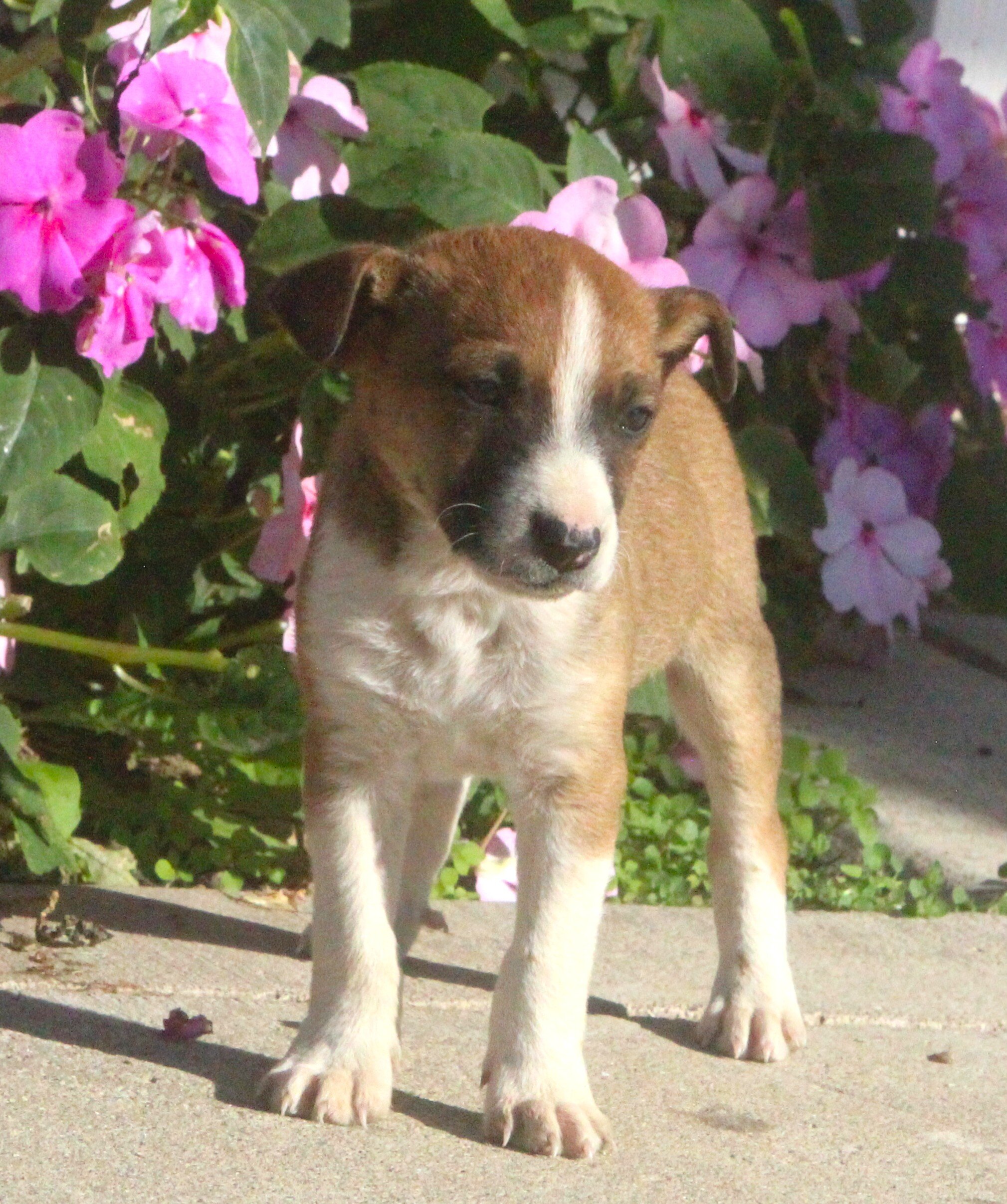 Chihuahua/Jack Russell Pups image 2