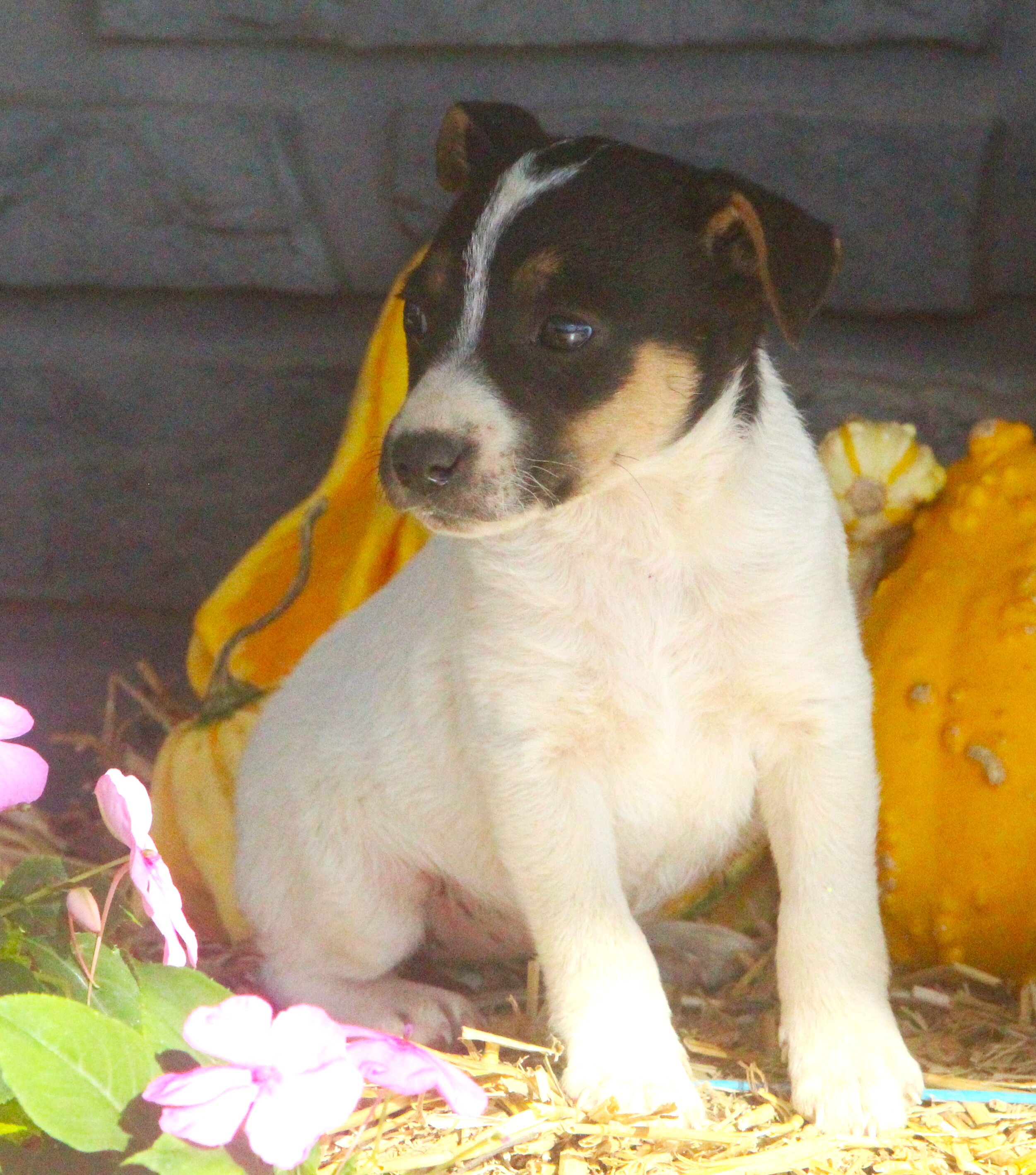 Chihuahua/Jack Russell Pups image 6