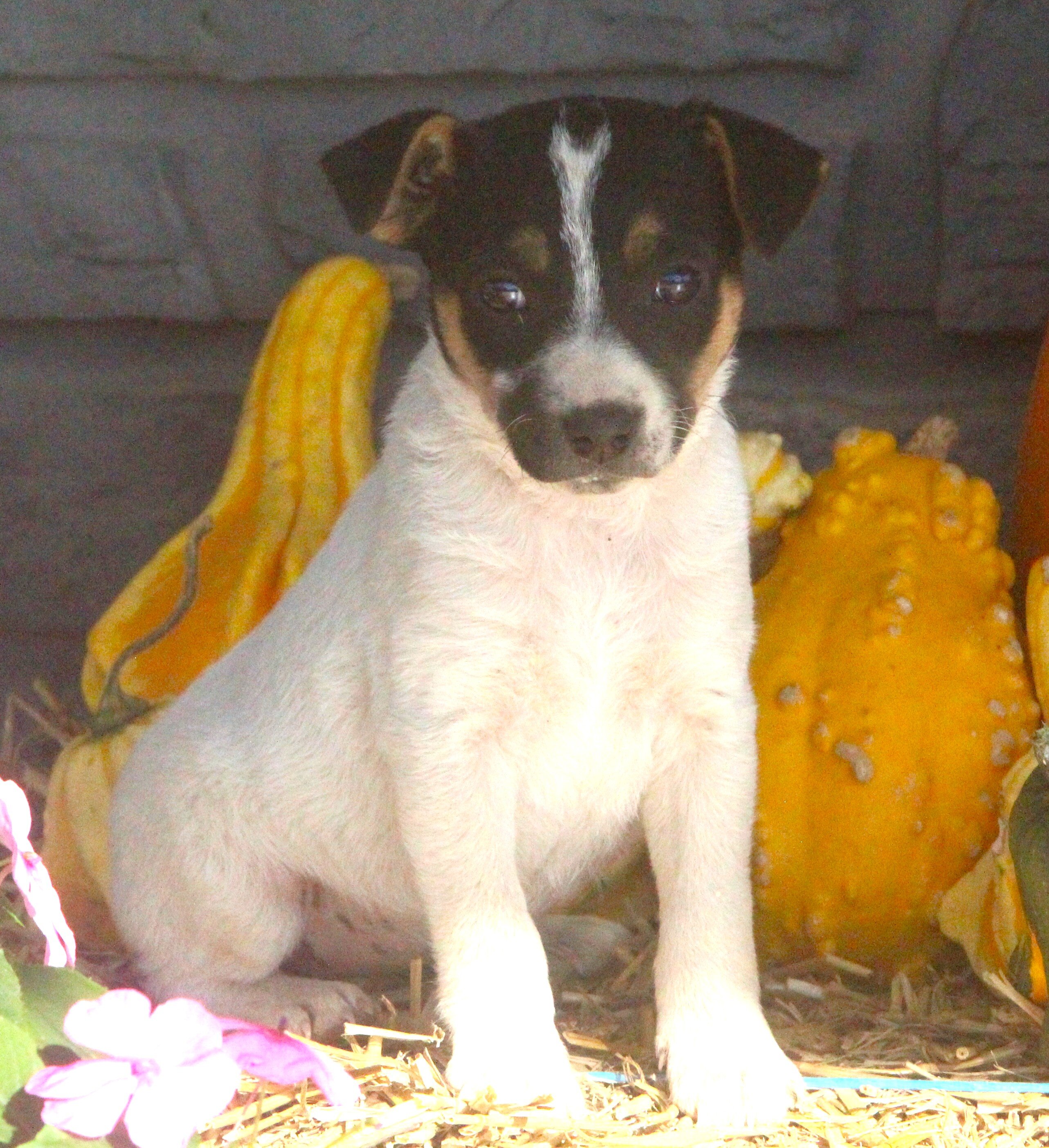 Chihuahua/Jack Russell Pups image 7
