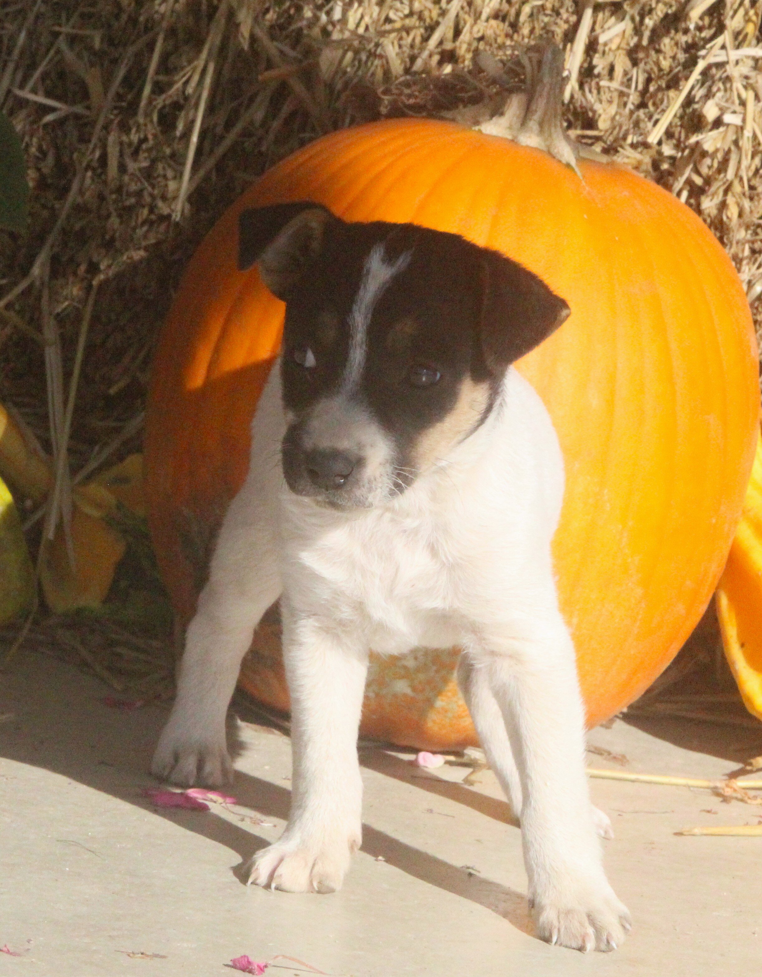 Chihuahua/Jack Russell Pups image 8