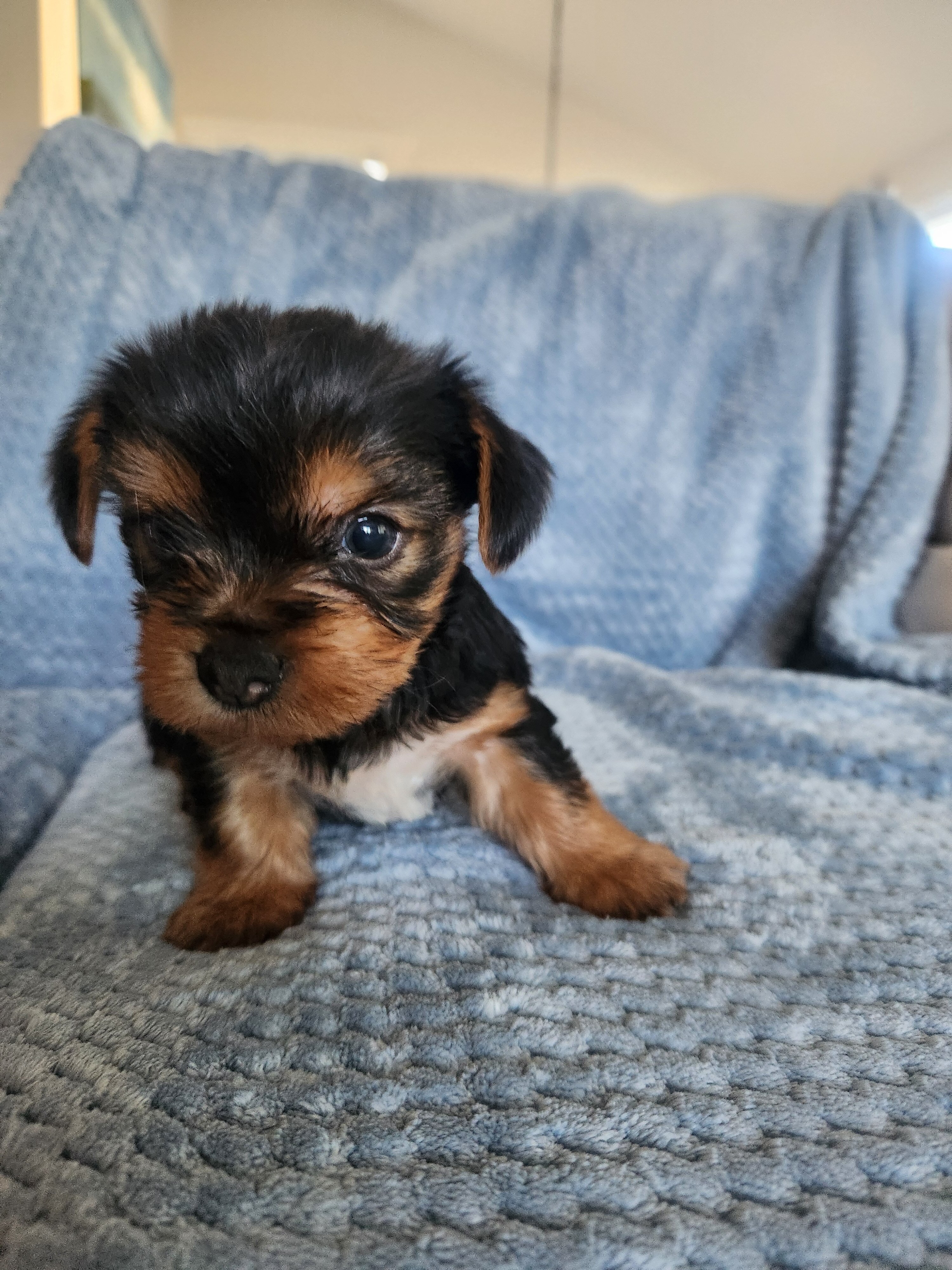 Yorkye Terrier image 2