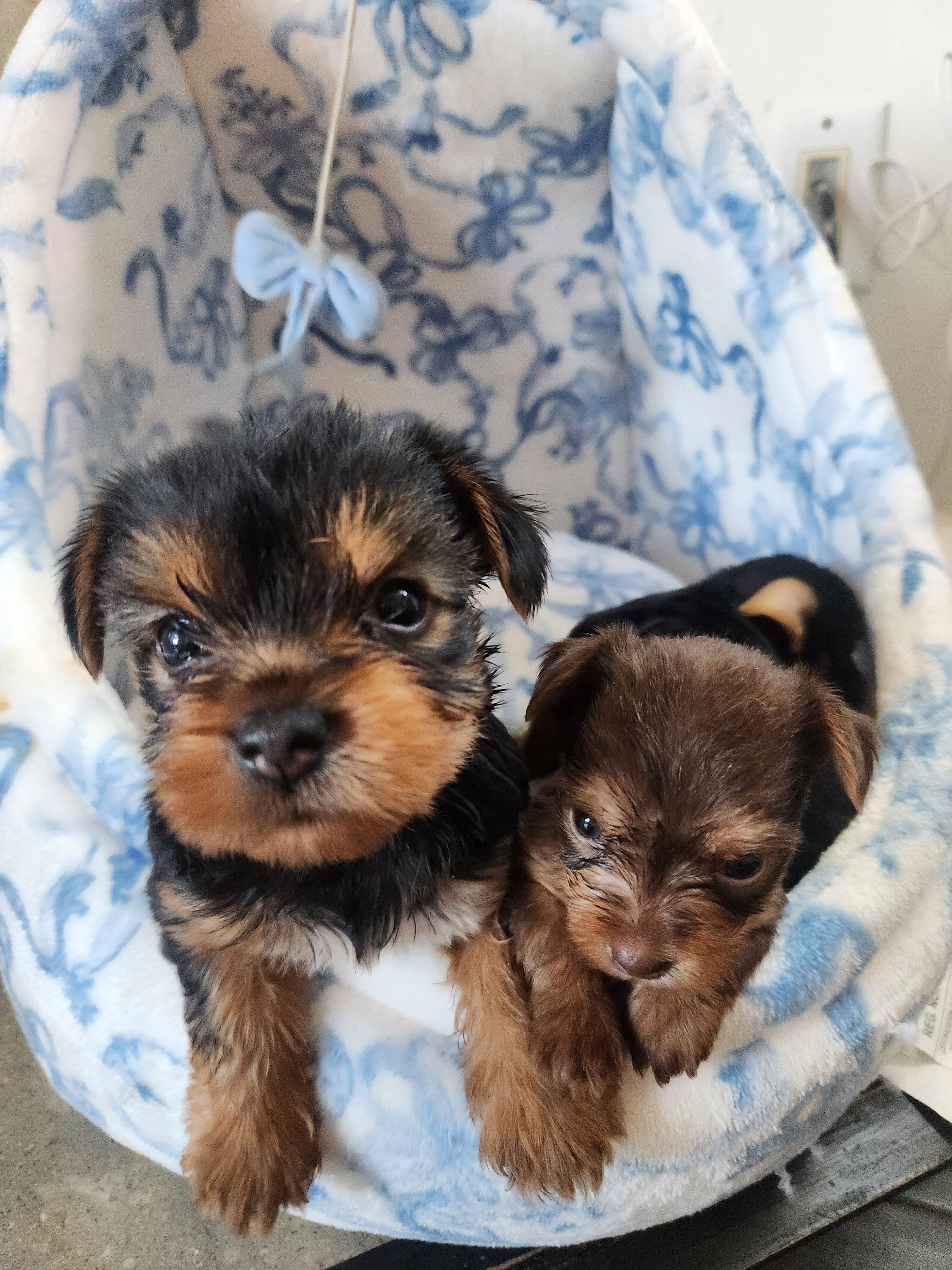Yorkye Terrier image 1