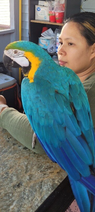 Hand raised, Hand fed macaws for rehome image 2