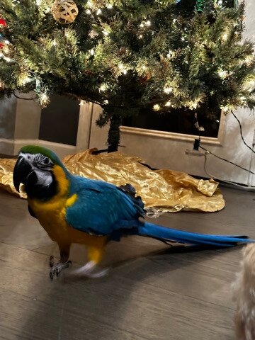 Hand raised, Hand fed macaws for rehome image 3