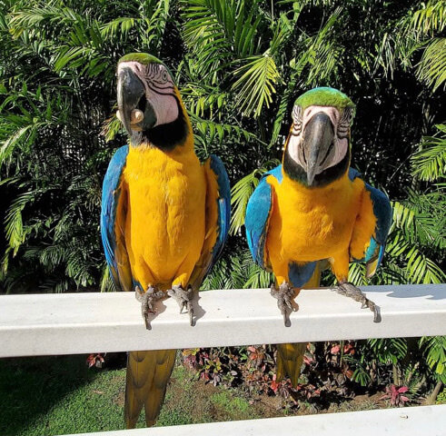 Hand raised, Hand fed macaws for rehome image 4
