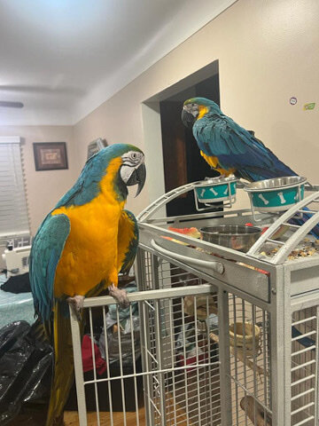 Hand raised, Hand fed macaws for rehome image 1