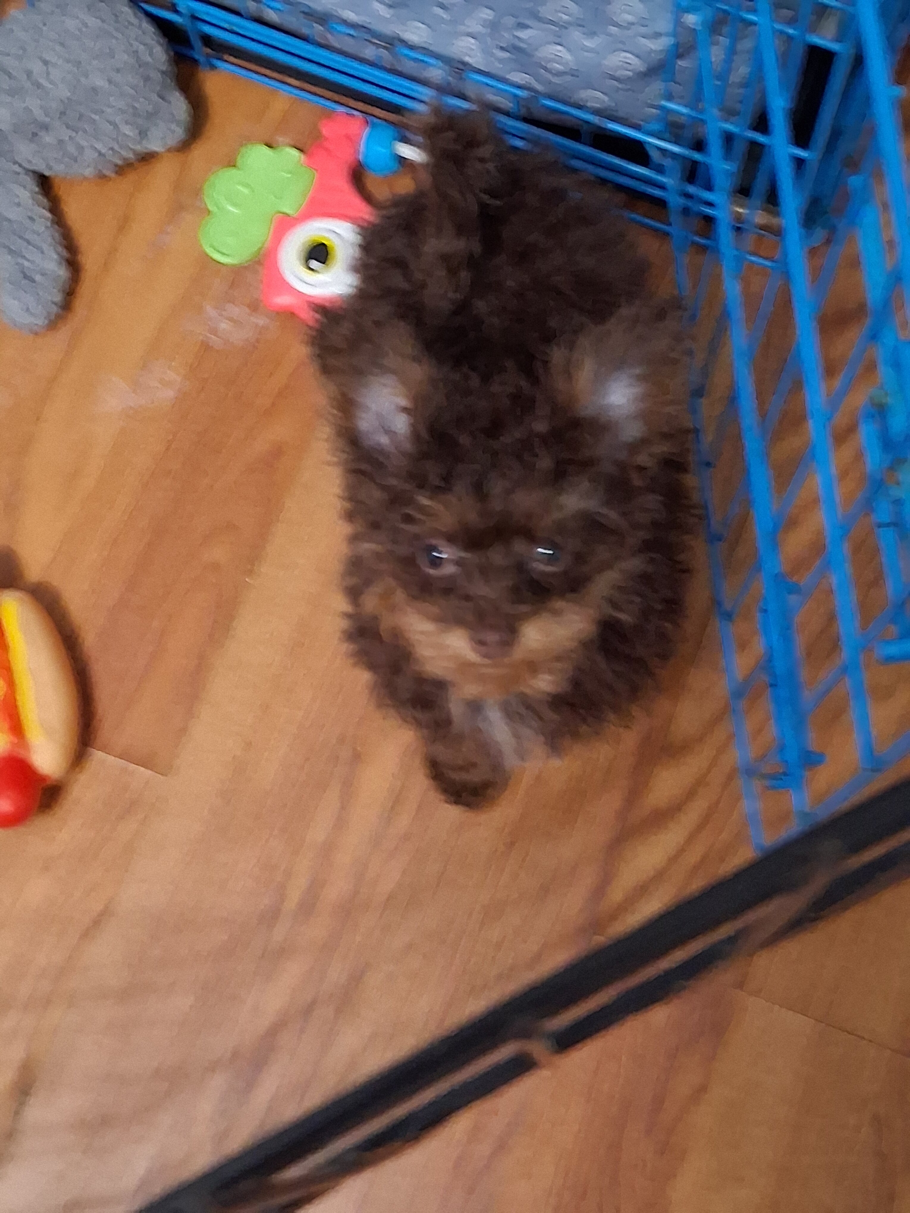 MALTIPOO-POM Brother image 4