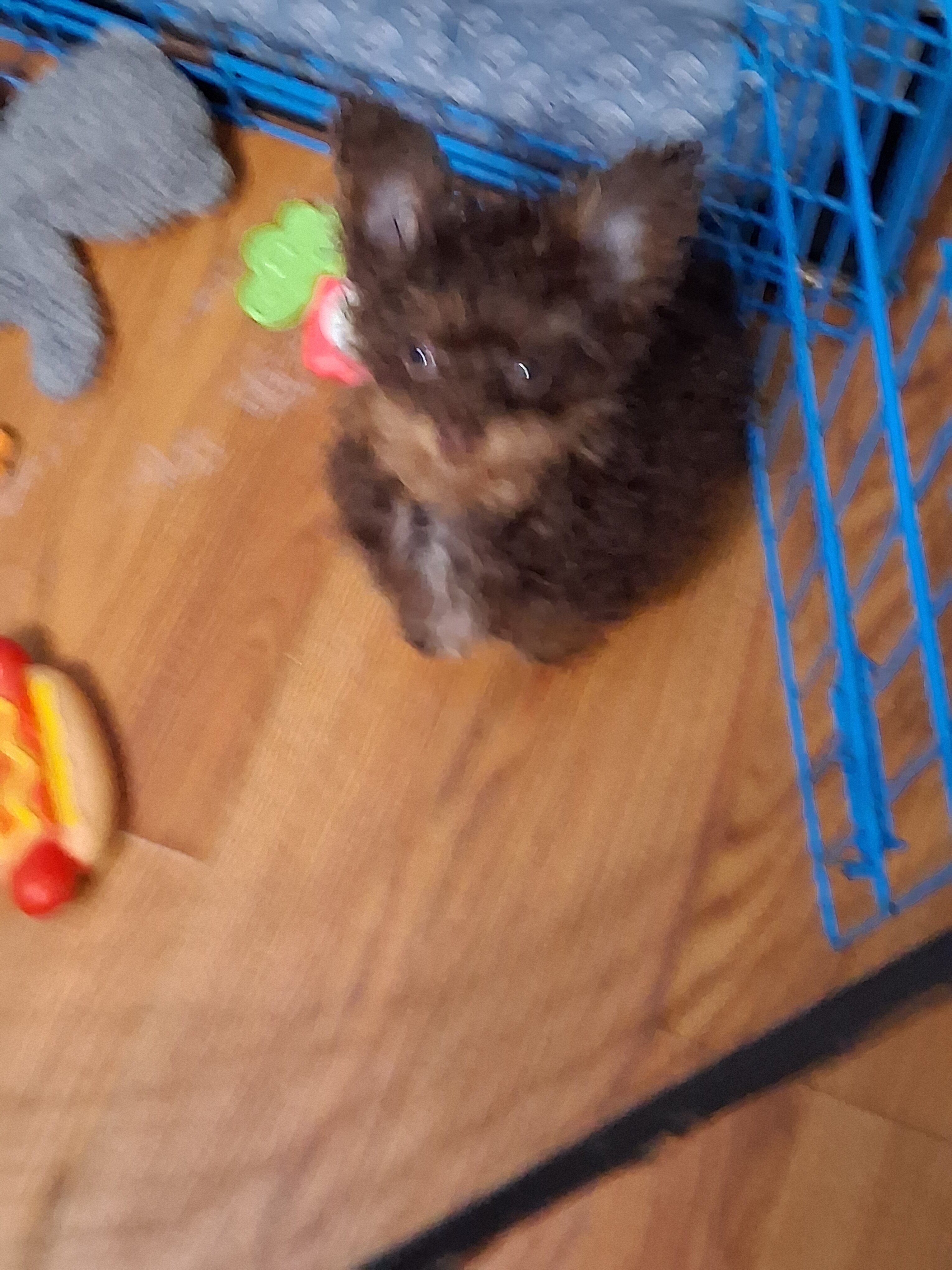 MALTIPOO-POM Brother image 1