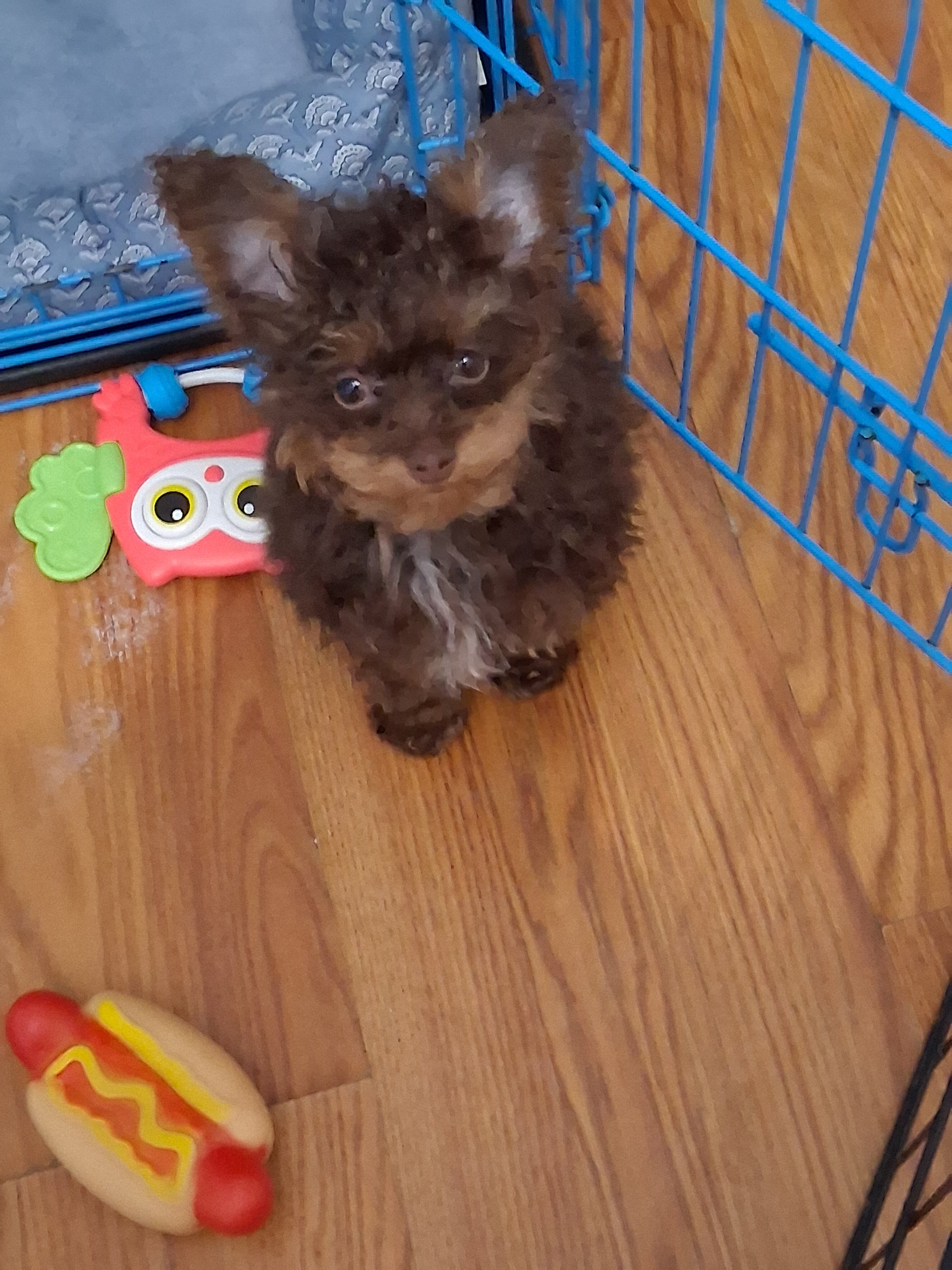 MALTIPOO-POM Brother image 2