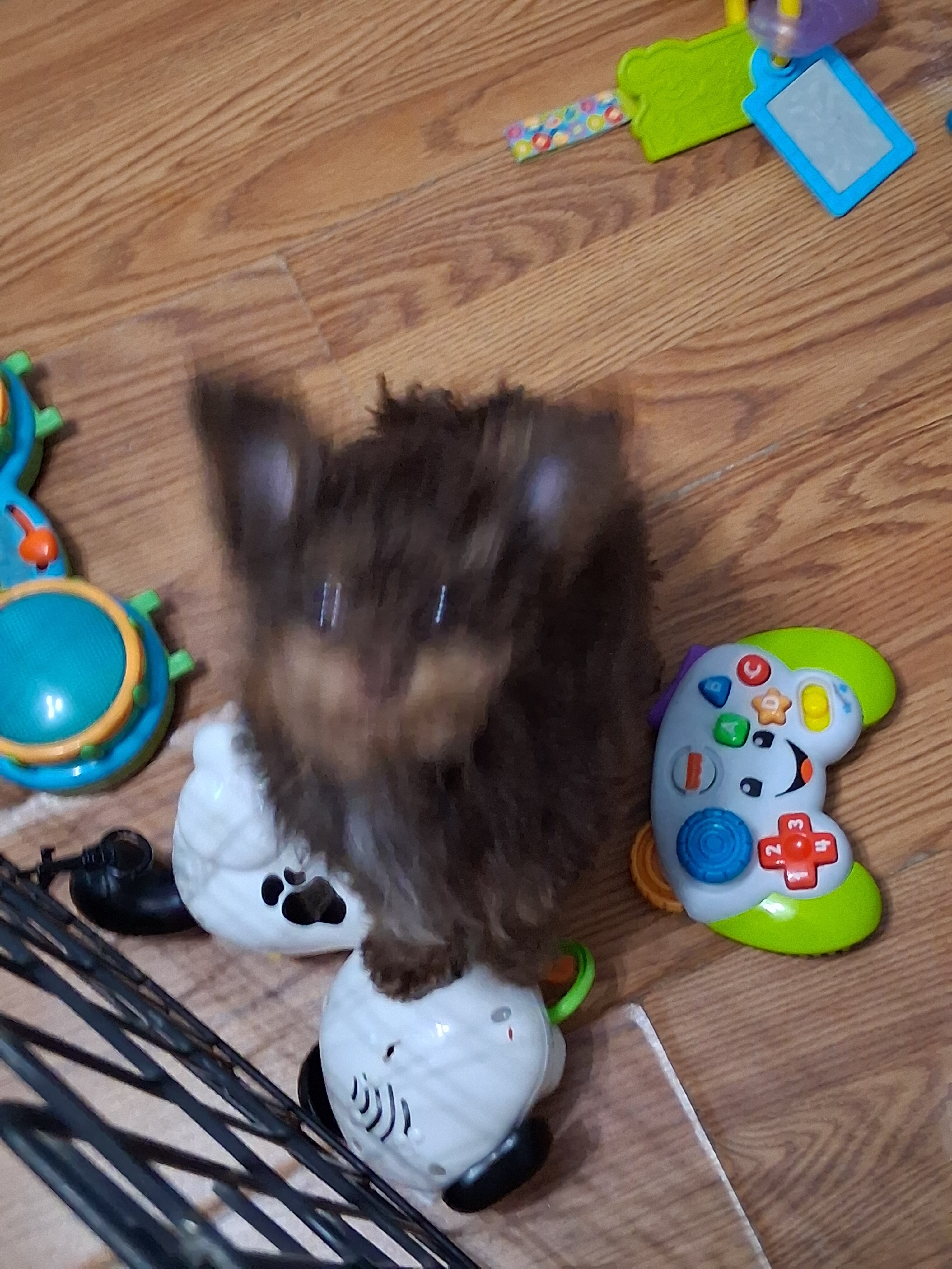 MALTIPOO-POM Brother image 3
