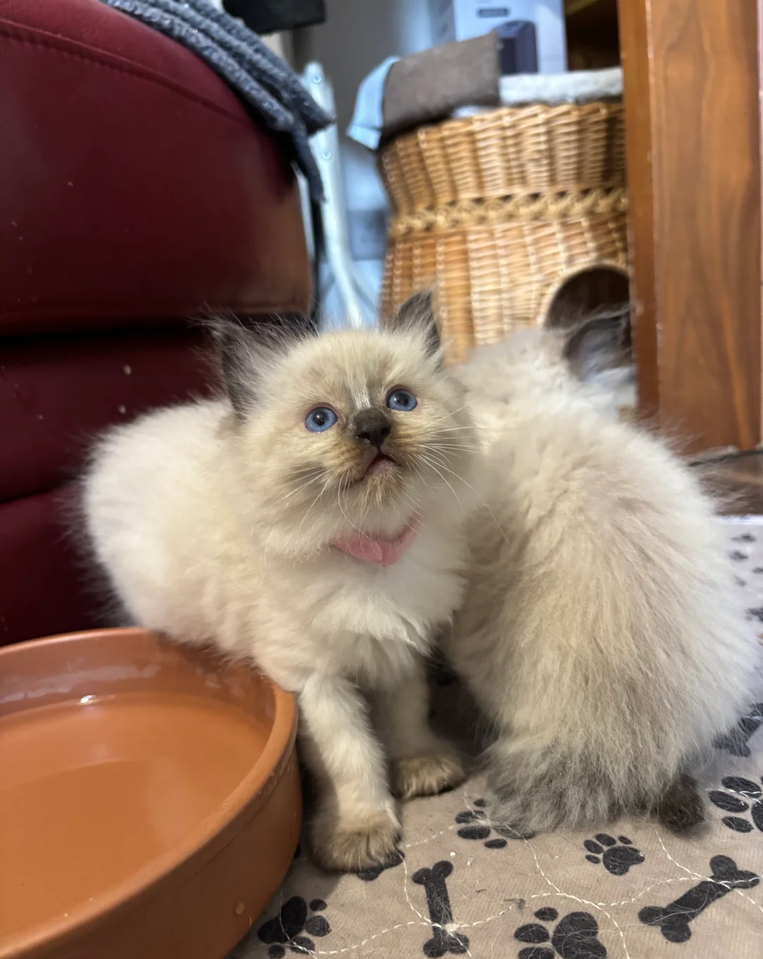 Pure Ragdoll kittens image 1