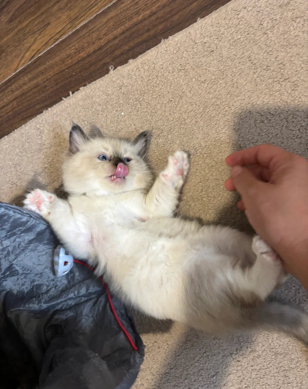 Pure Ragdoll kittens image 2