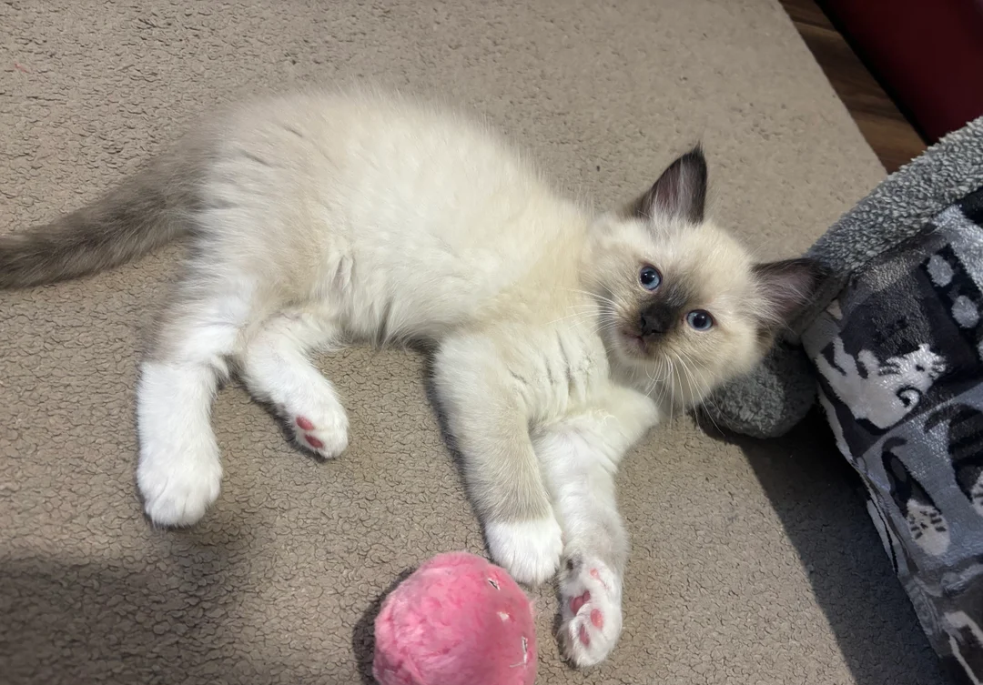 Pure Ragdoll kittens image 3