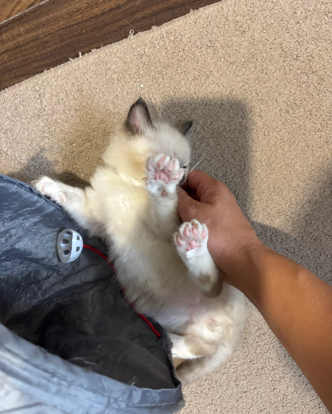 Pure Ragdoll kittens image 4