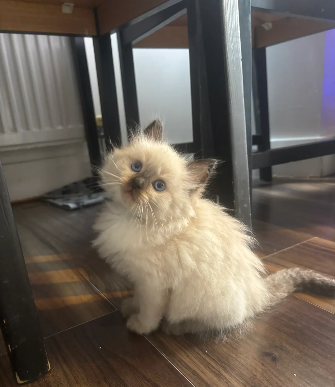 Pure Ragdoll kittens image 5