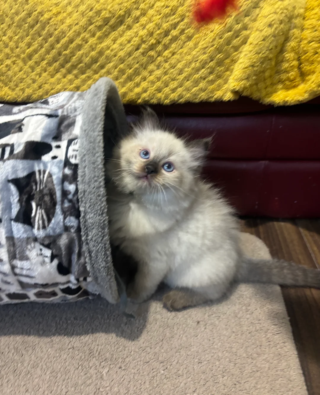 Pure Ragdoll kittens image 6