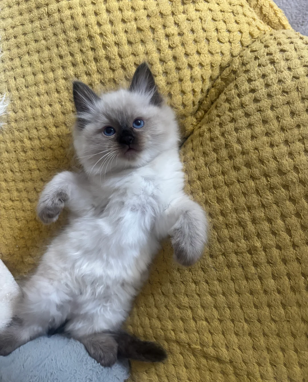 Pure Ragdoll kittens image 7