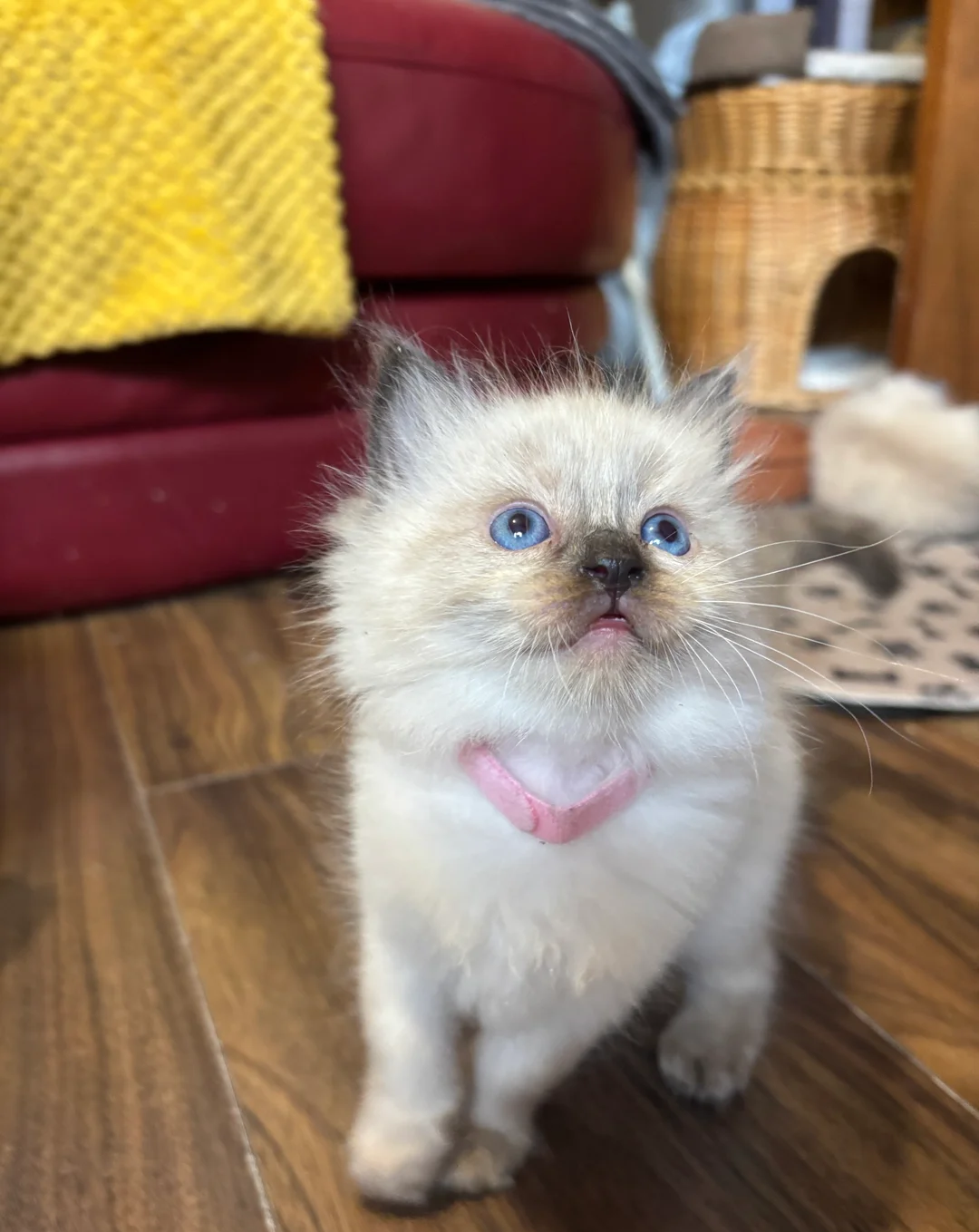 Pure Ragdoll kittens image 8