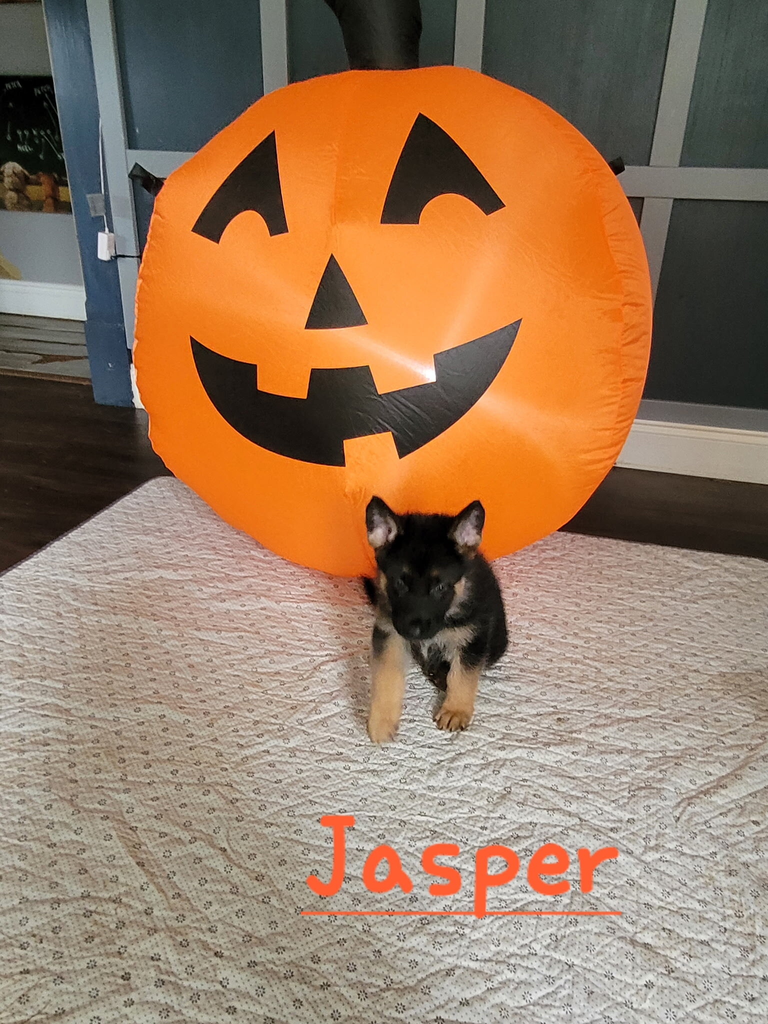 German shepherd dog image 3