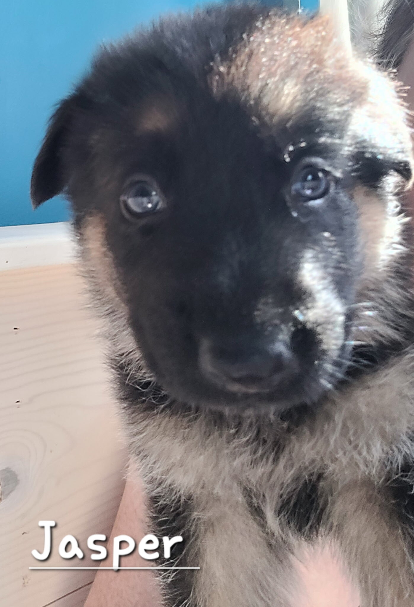German shepherd dog image 1