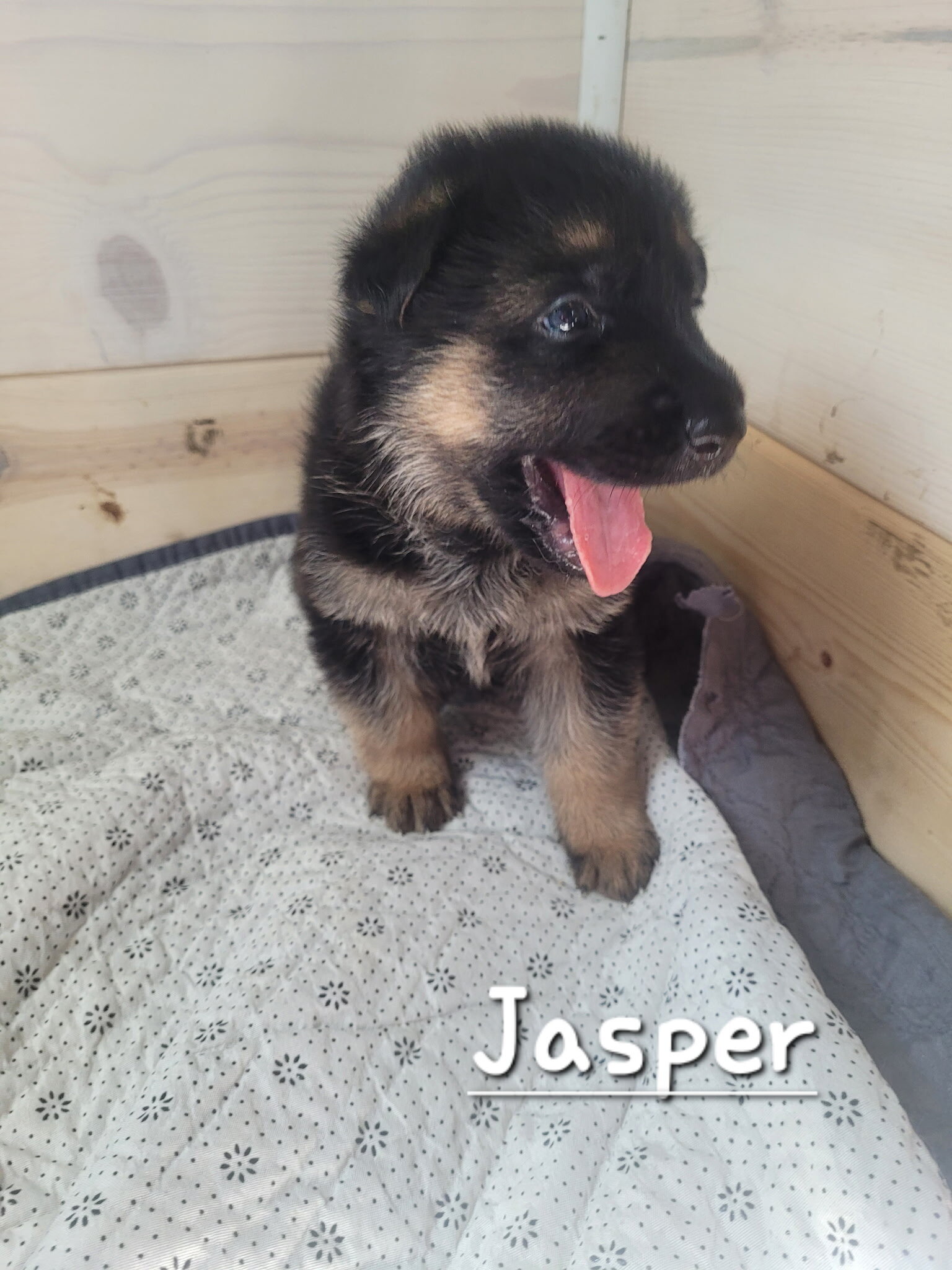 German shepherd dog image 2