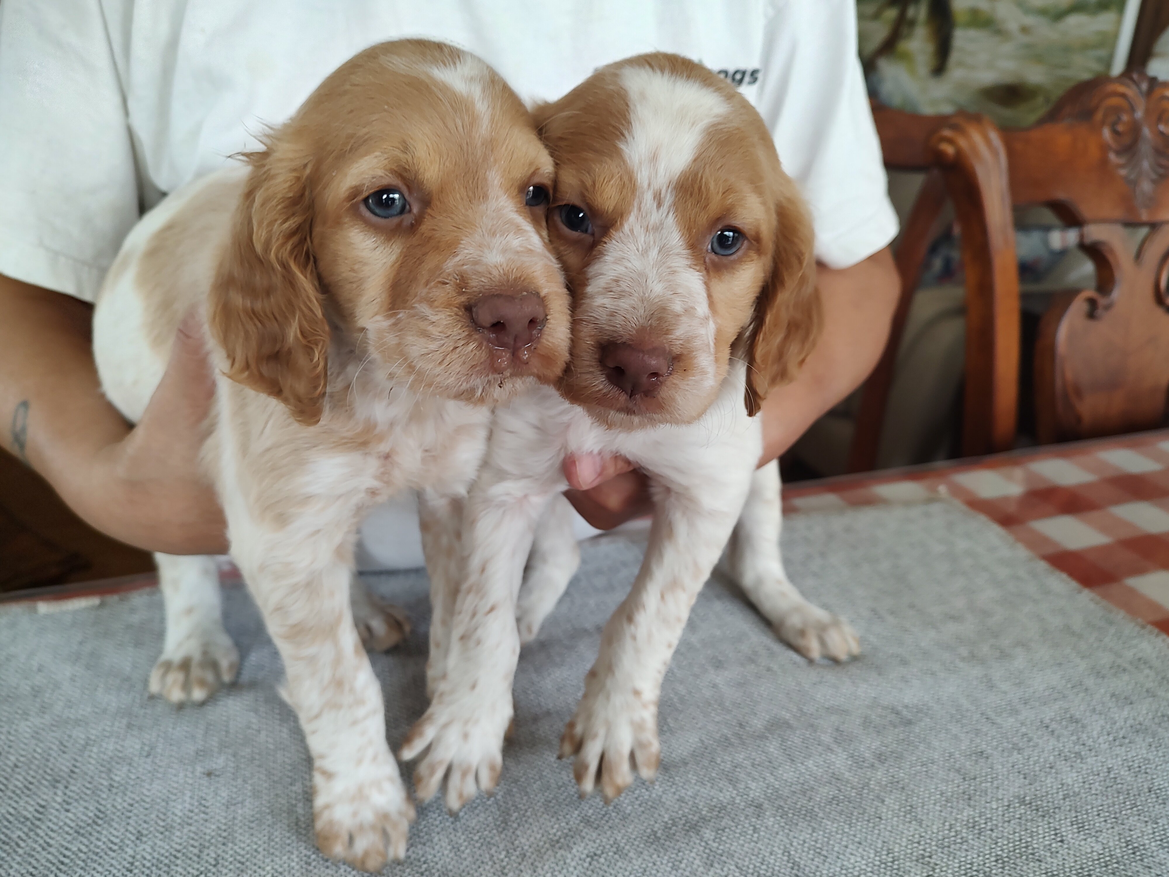 AKC Brittany pups for sale image 1
