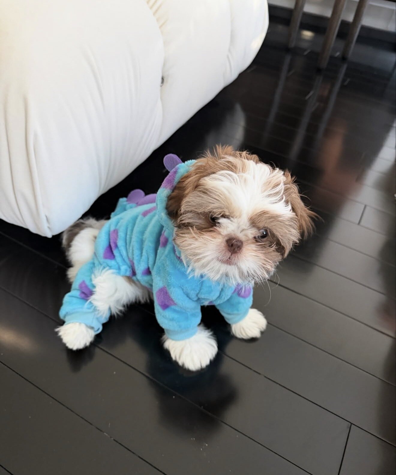Well trained Shih Tzu puppies ready for new homes image 3