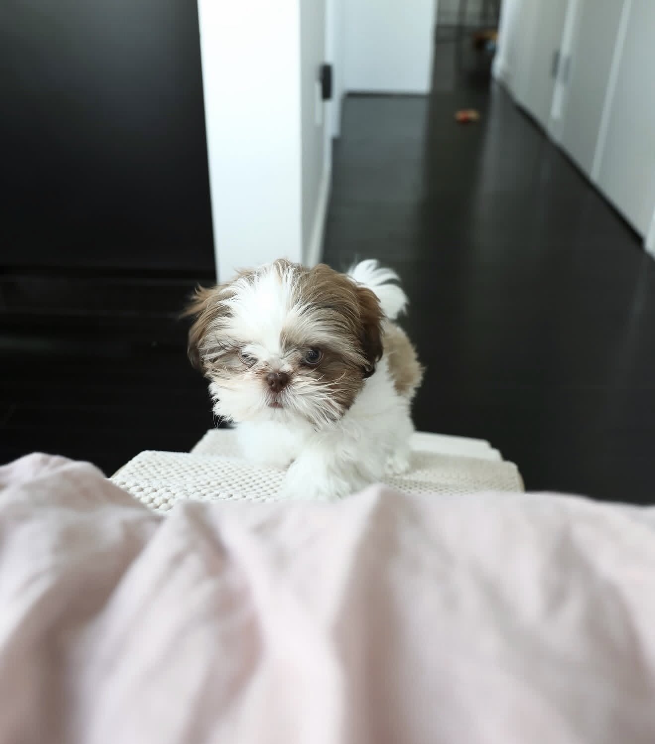 Well trained Shih Tzu puppies ready for new homes image 1
