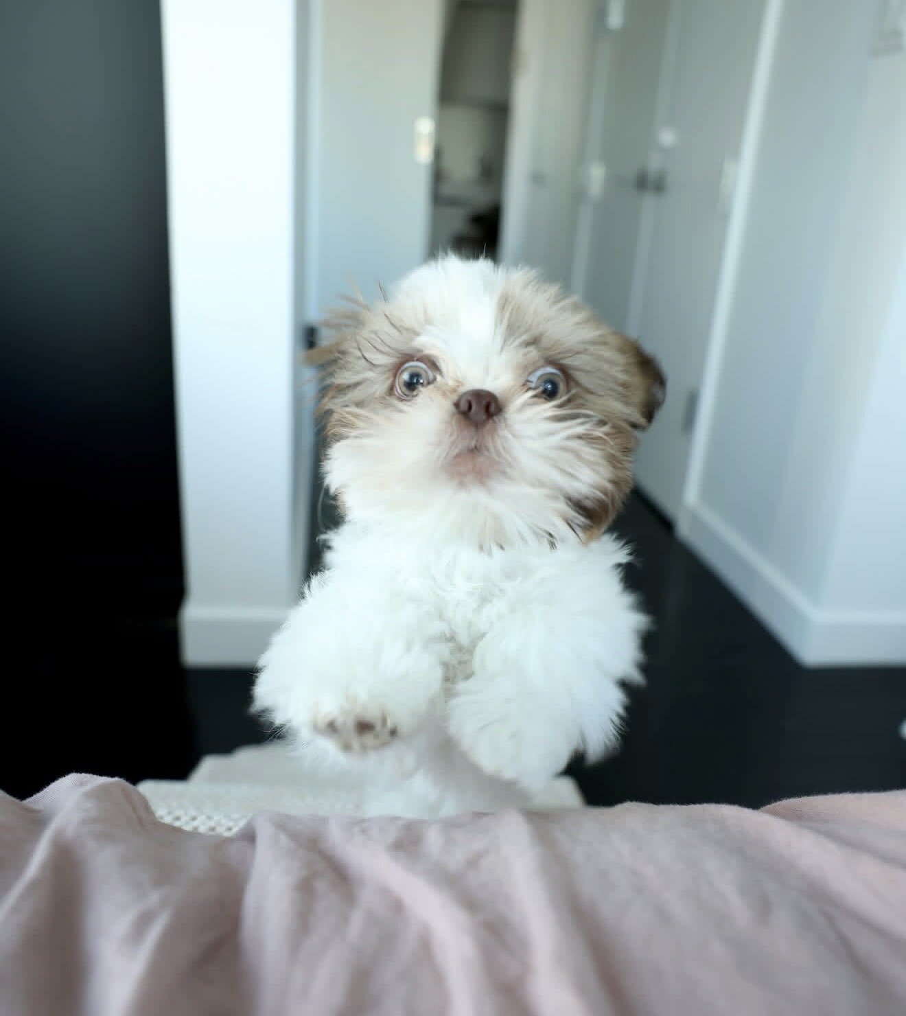 Well trained Shih Tzu puppies ready for new homes image 2