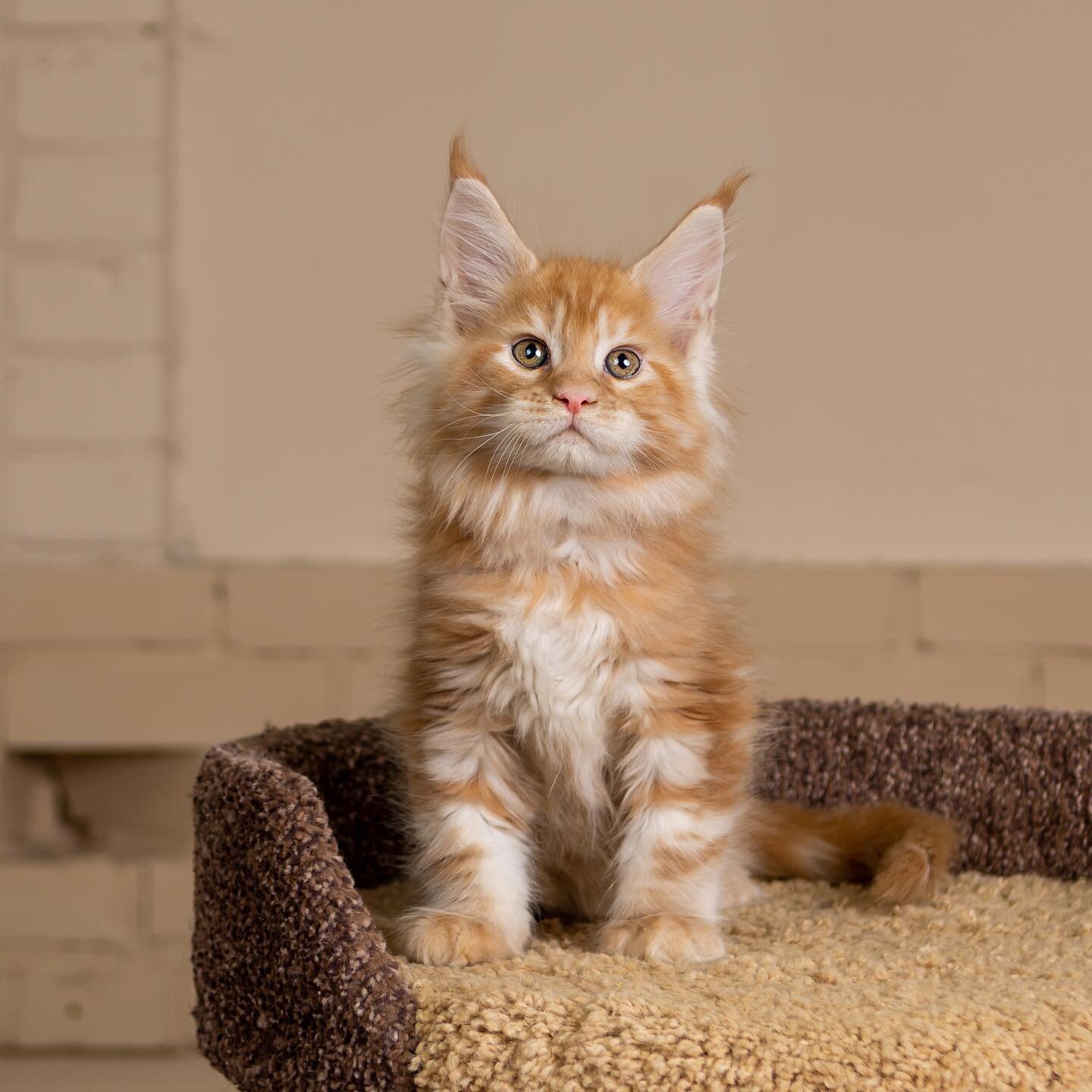 maine coon kittens image 1
