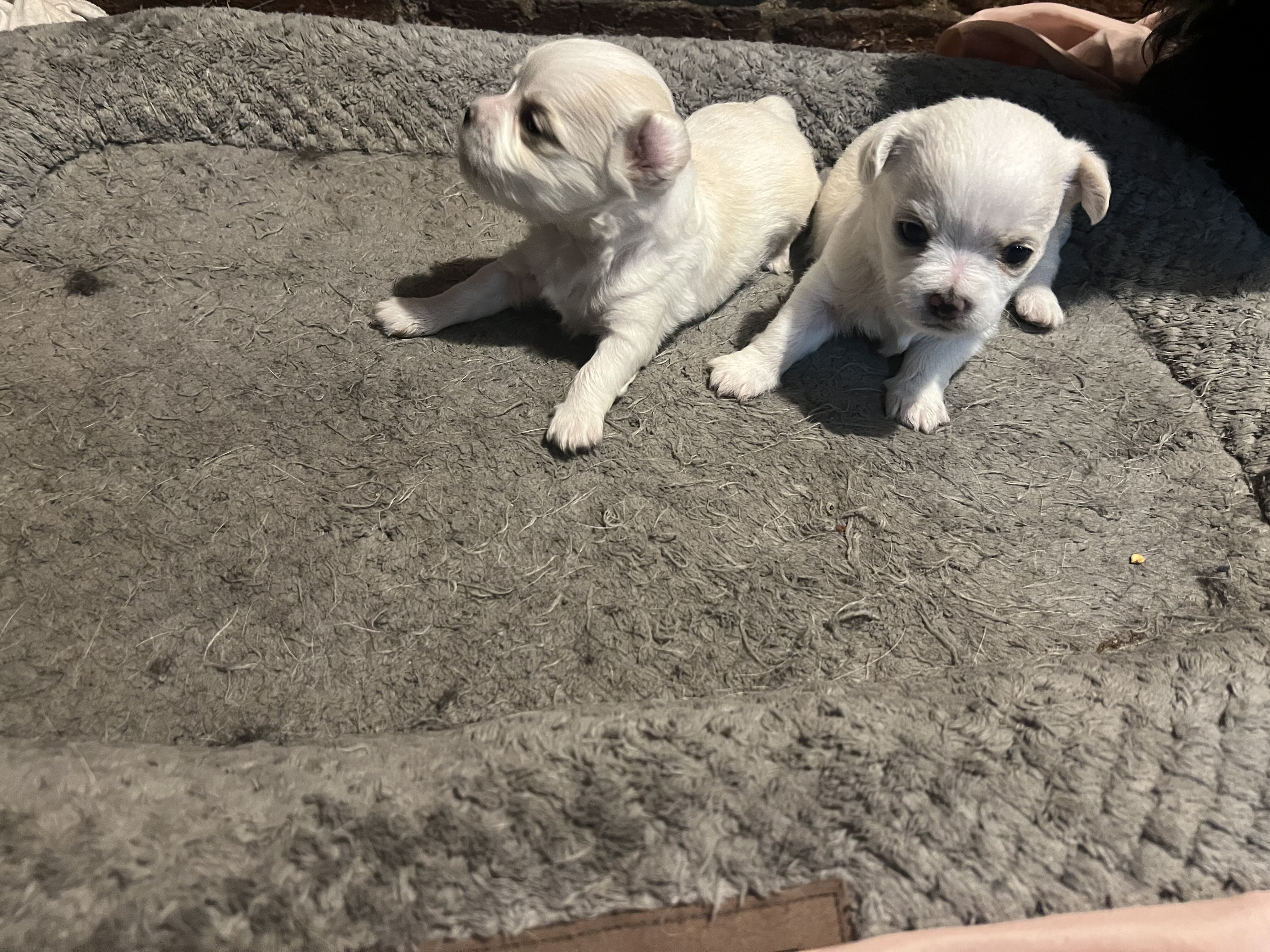 Adorable Purbred ChihuahuaPuppiesLooking 4 NewHome image 3