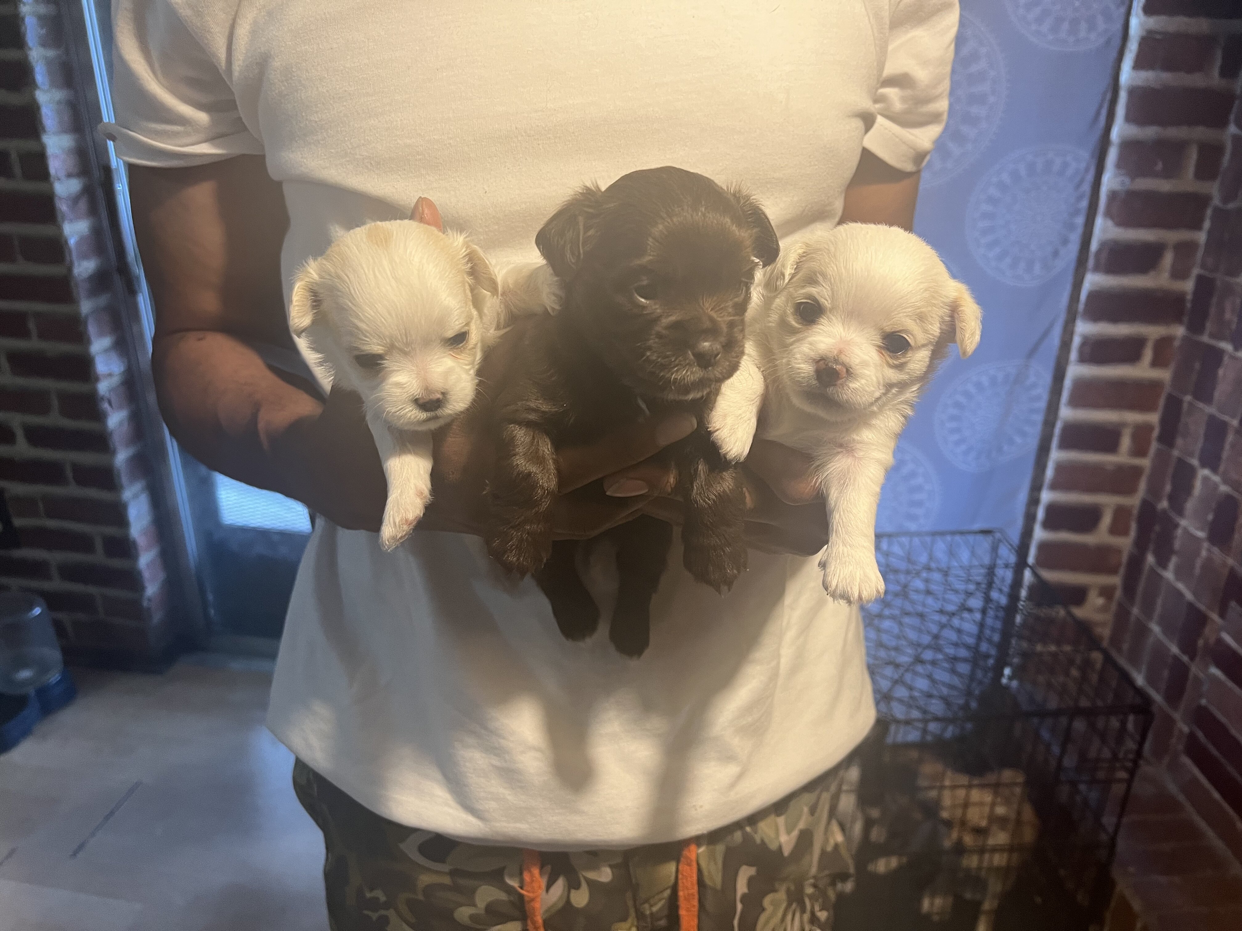 Adorable Purbred ChihuahuaPuppiesLooking 4 NewHome image 1