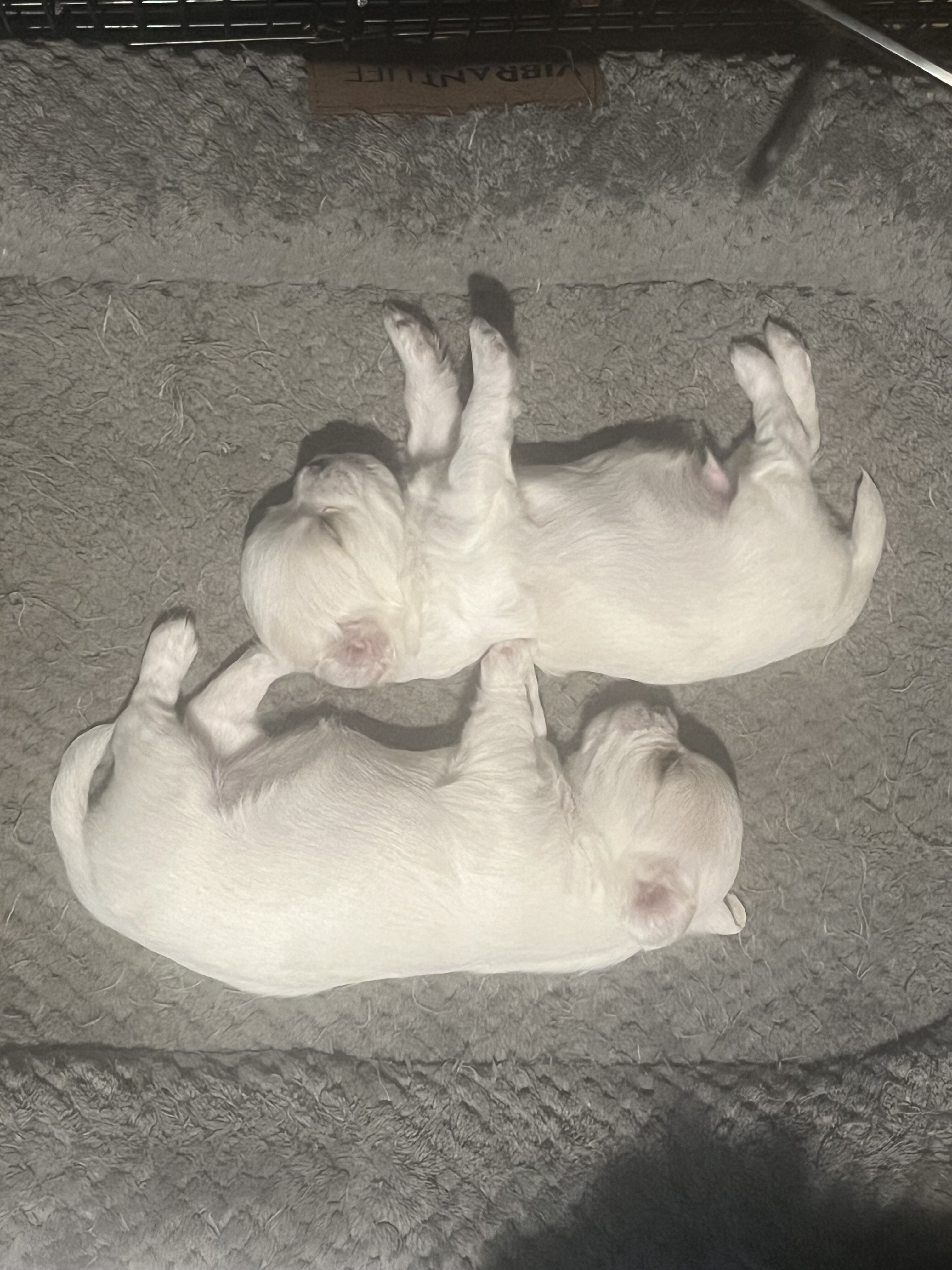 Adorable Purbred ChihuahuaPuppiesLooking 4 NewHome image 2